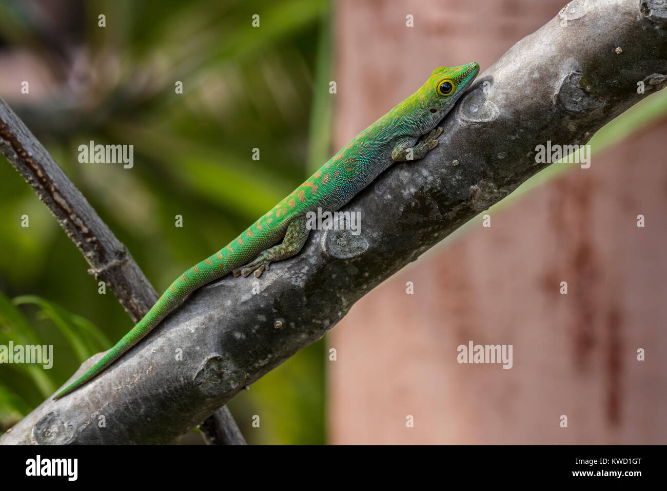 Seychelles giorno Gecko (astriata Phelsuma astriata), Gekkonidae, Stripeless giorno Gecko, piccolo giorno Gecko Foto Stock