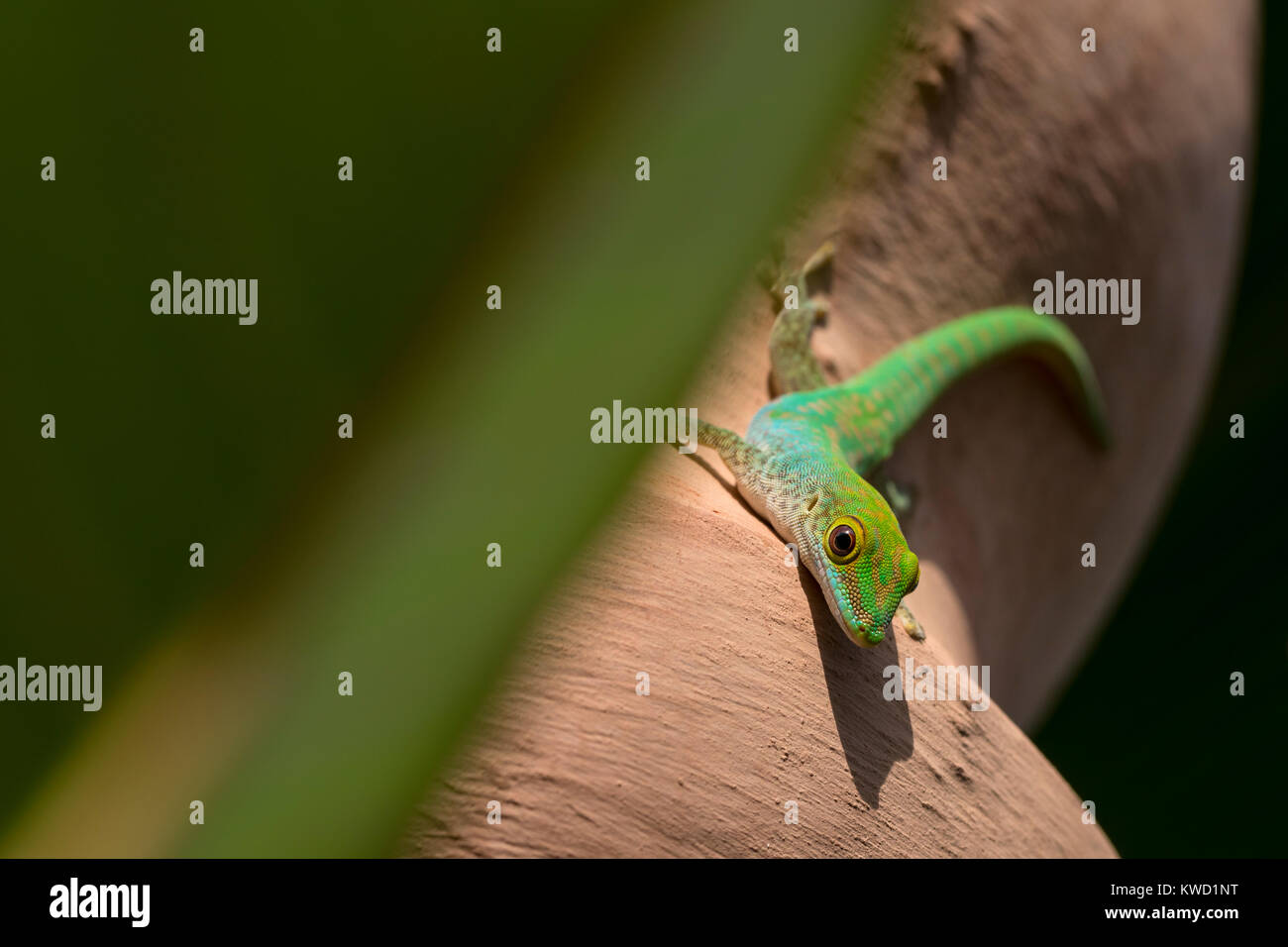 Seychelles giorno Gecko (astriata Phelsuma astriata), Gekkonidae, Stripeless giorno Gecko, piccolo giorno Gecko Foto Stock