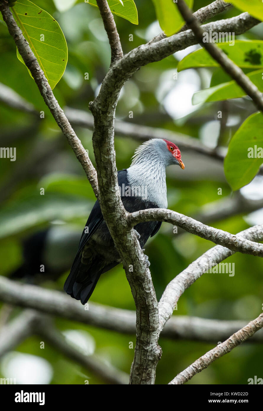 Seychelles Blue-Pigeon (Alectroenas pulcherrimus) (Alectroenas pulcherrima), piccioni e colombe (Columbidi), Seychelles Piccione blu Foto Stock