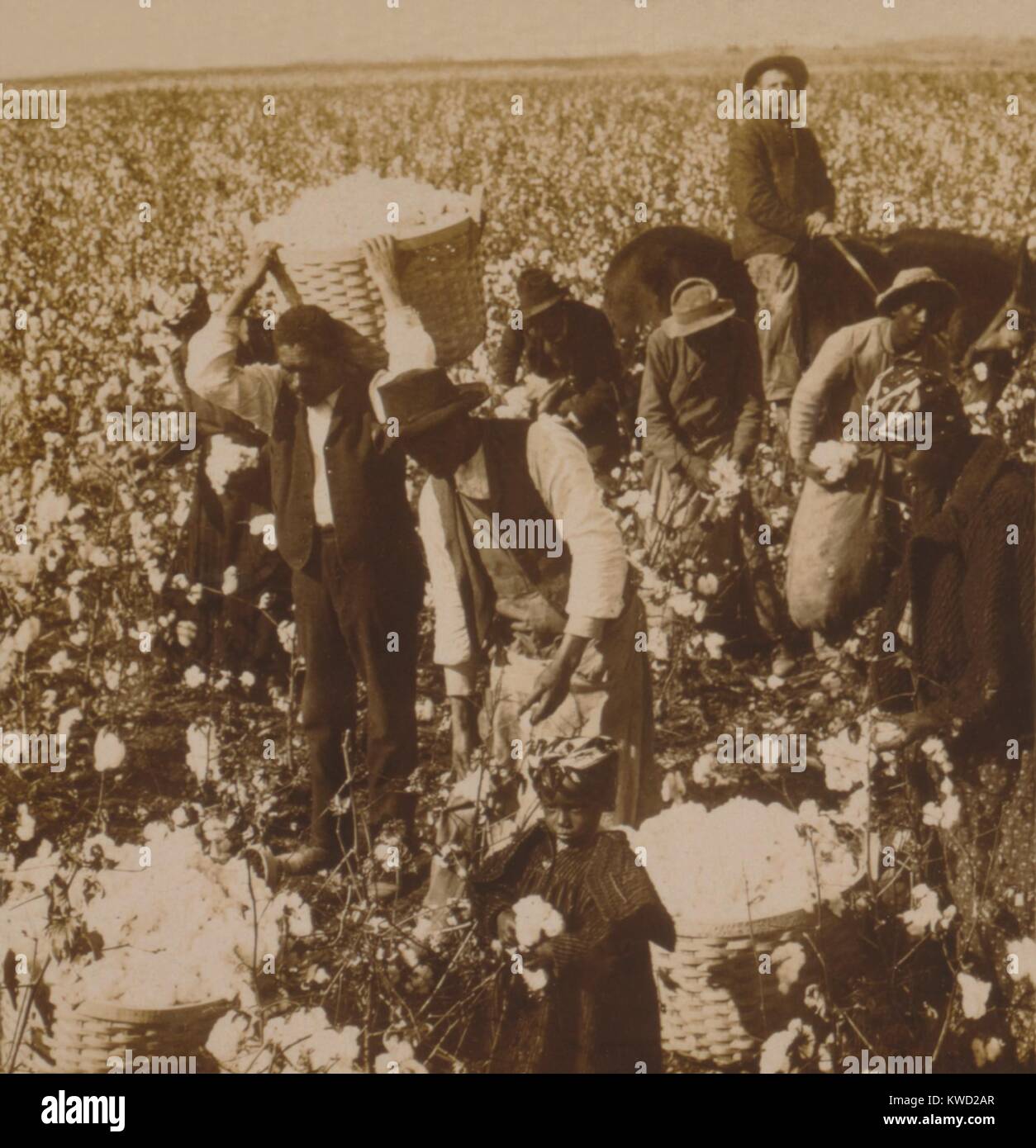 Americani africani in cotone di prelievo sotto la supervisione di un bianco montato sorvegliante, 1907. Una piccola ragazza con il cotone nelle sue mani è tra i lavoratori (BSLOC 2017 20 92) Foto Stock