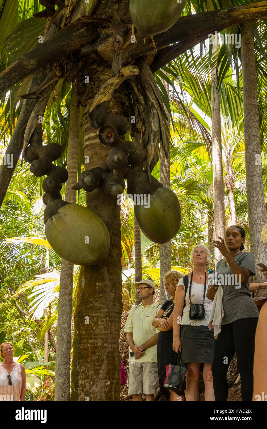 Il Coco de Mer (Lodoicea maldivica) albero femmina su un tour guidato, Fond Ferdinand Riserva Naturale, Praslin, Seicelle Foto Stock