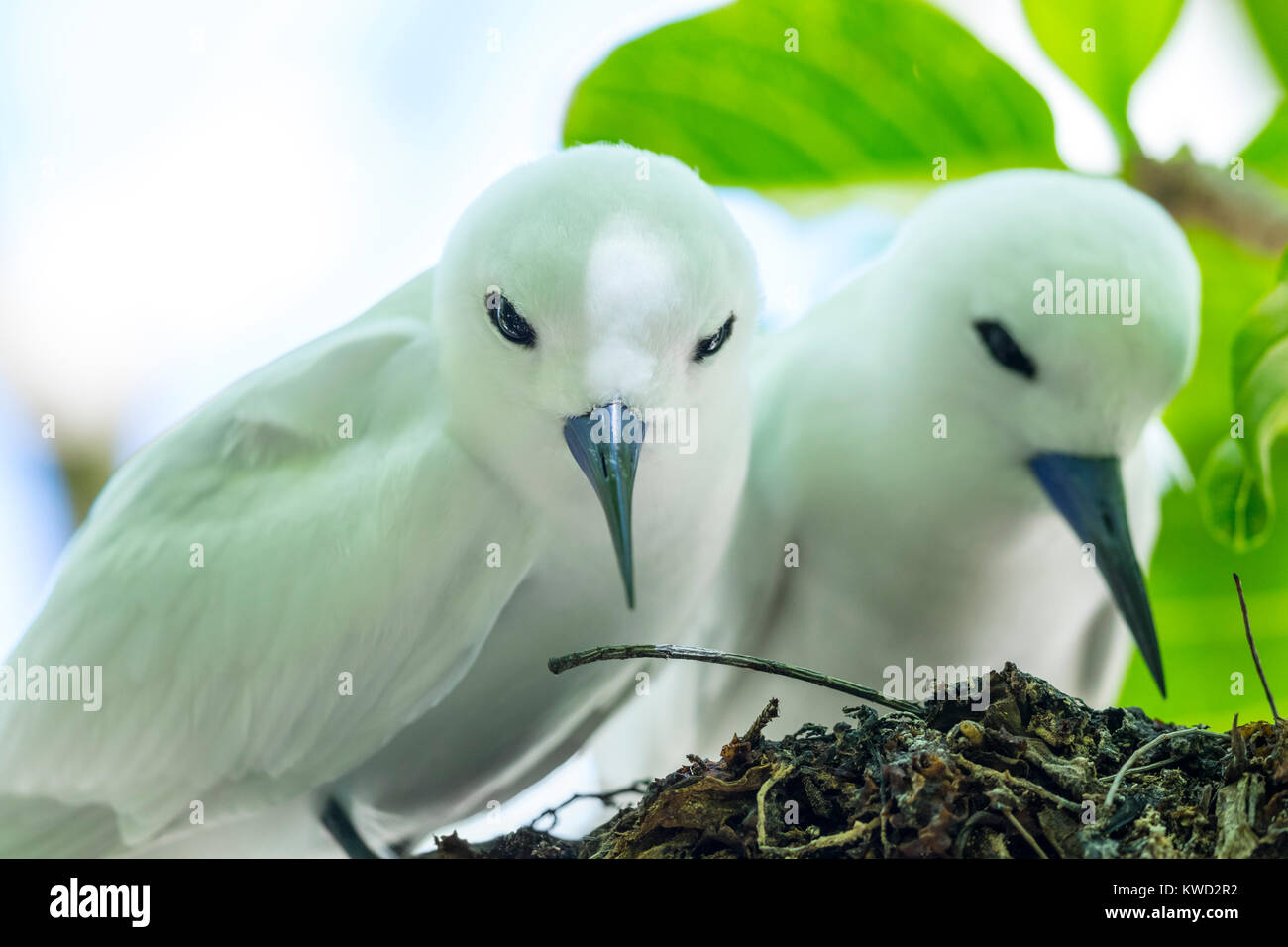 Bianco (Tern Gygis alba candida), Comune White-Tern, Comune di Fairy Tern, Laridae Foto Stock