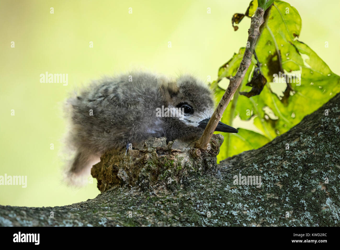 Bianco (Tern Gygis alba candida), Comune White-Tern, Comune di Fairy Tern, Laridae Foto Stock