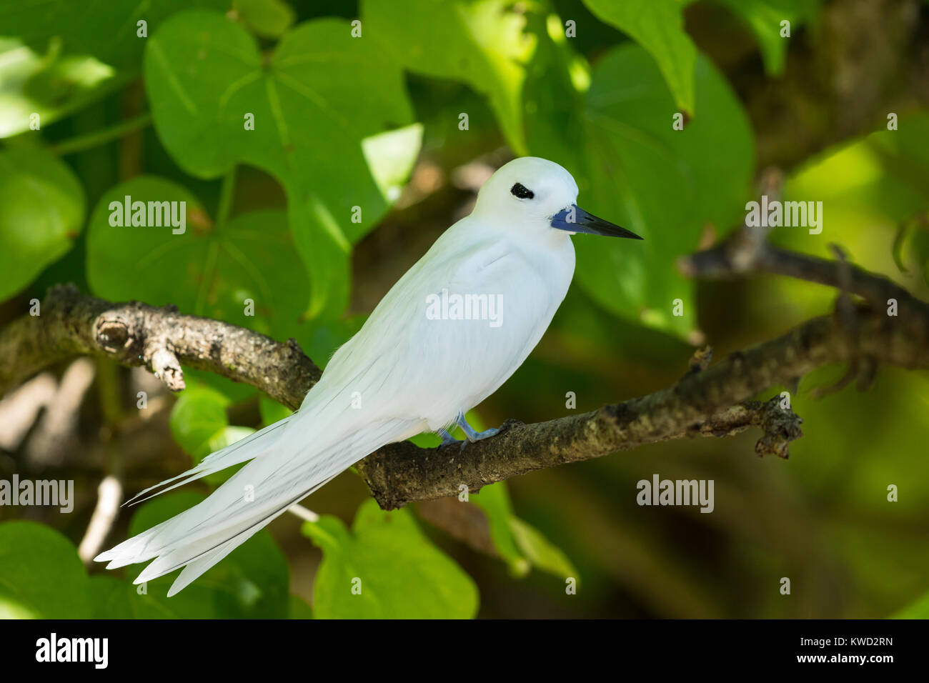 Bianco (Tern Gygis alba candida), Comune White-Tern, Comune di Fairy Tern, Laridae Foto Stock