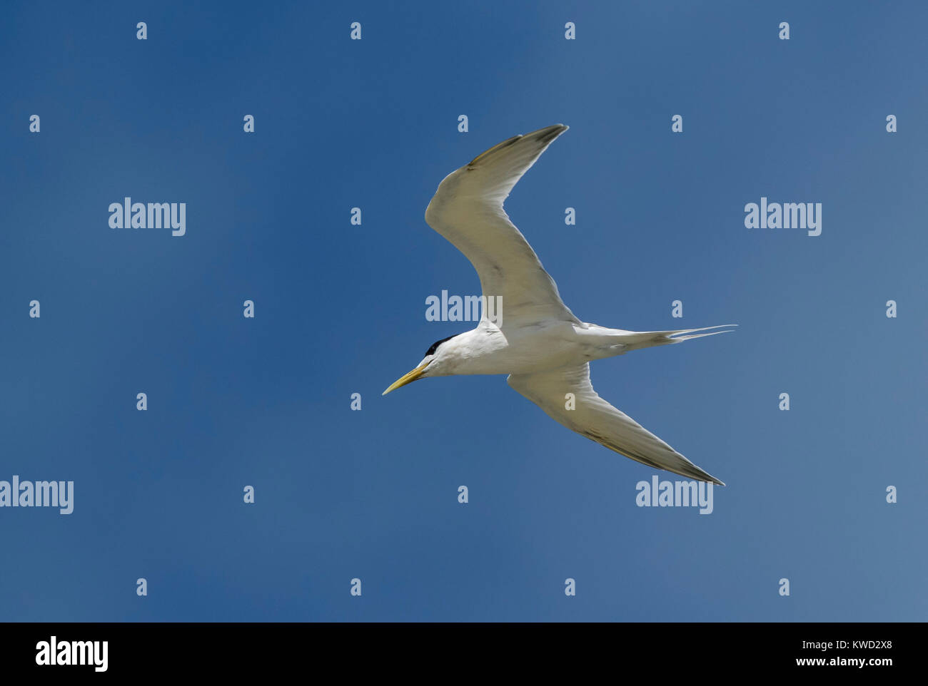 Grande Crested Tern, Swift Tern (Thalasseus bergii thalassinus), non-allevamento piumaggio in volo, Foto Stock
