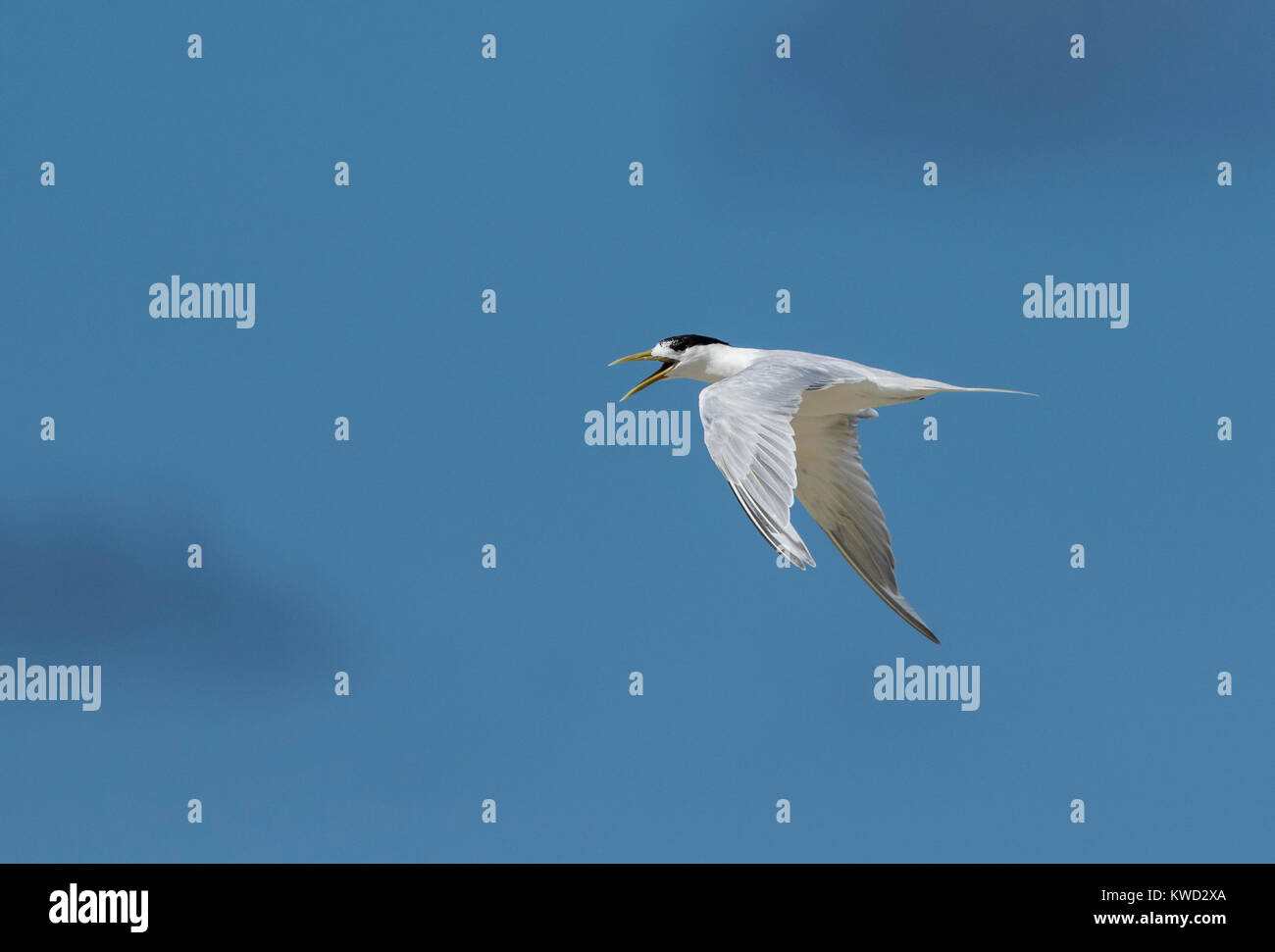 Grande Crested Tern, Swift Tern (Thalasseus bergii thalassinus), non-allevamento piumaggio in volo, Foto Stock