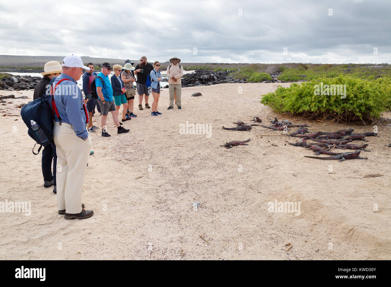 Le Galapagos turisti in un tour guidato, con iguane marine, all'Isola Espanola, Isole Galapagos, Ecuador America del Sud Foto Stock