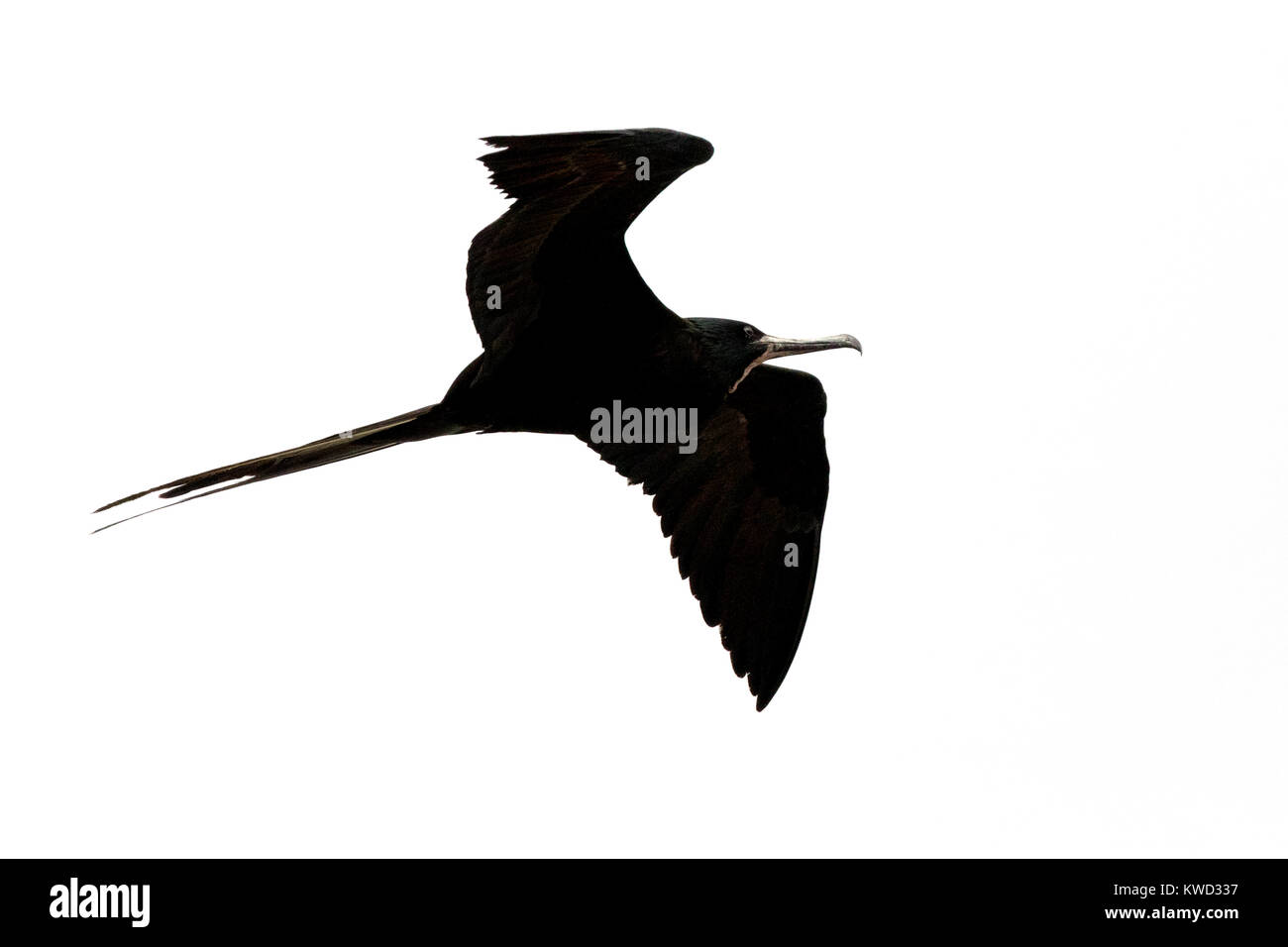 Magnifica Frigatebird ( Fregata magnificens ) battenti, Isole Galapagos, Ecuador America del Sud Foto Stock