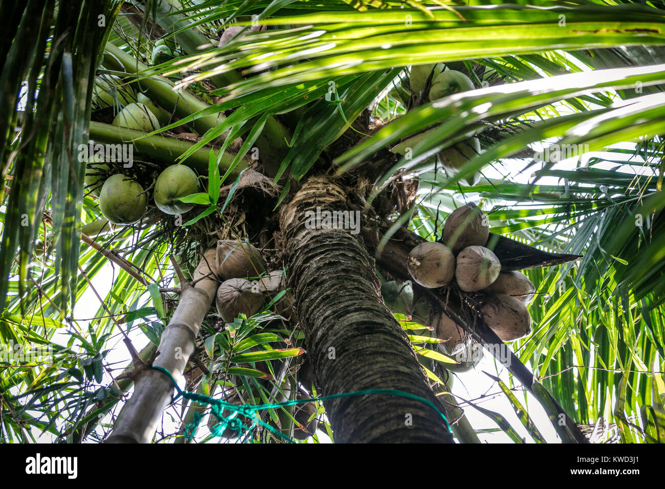 La scaletta di bambù utilizzato per salire tree per raccogliere lo zucchero sap, Coconut piantagione di zucchero, Tambon Kradangnga, Samut Songkhram, Thailandia Foto Stock