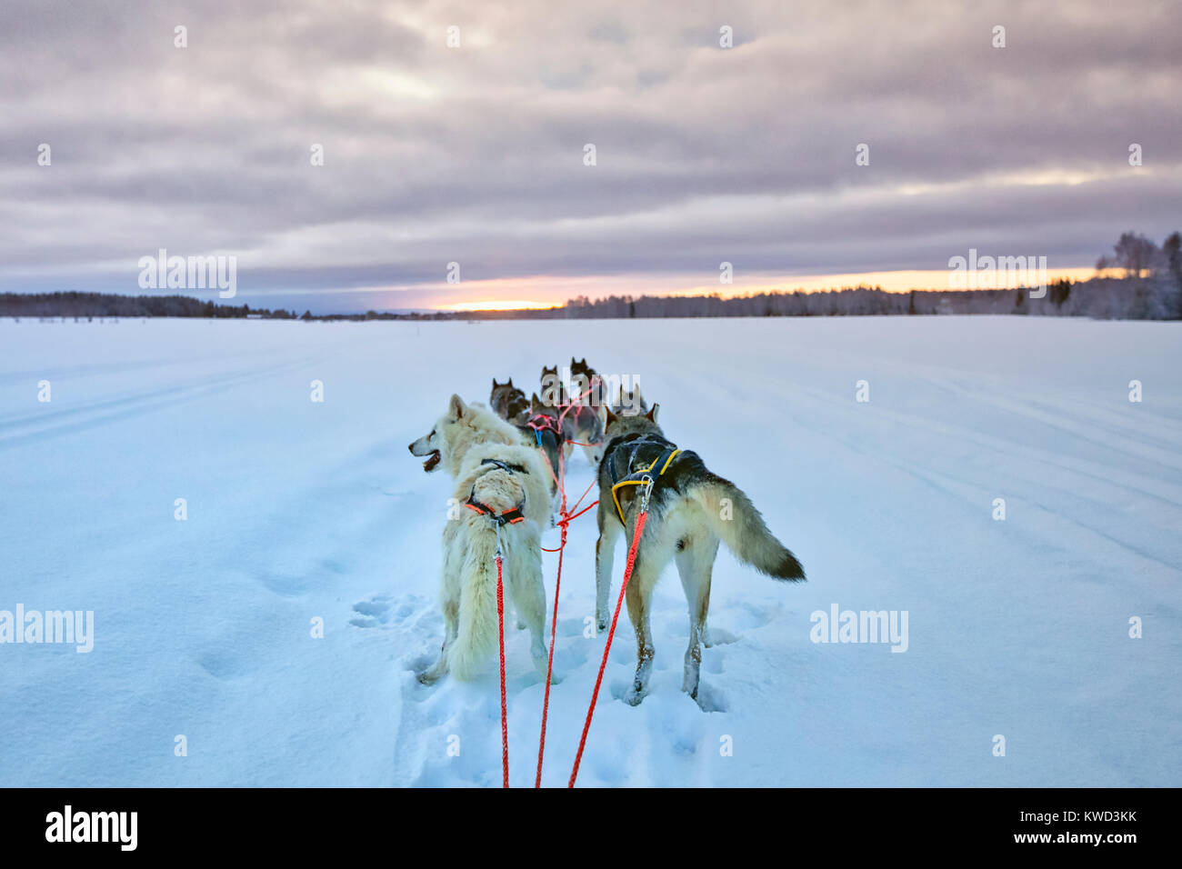 Huskies, Lulea, Lapponia svedese, Svezia, Europa Foto Stock