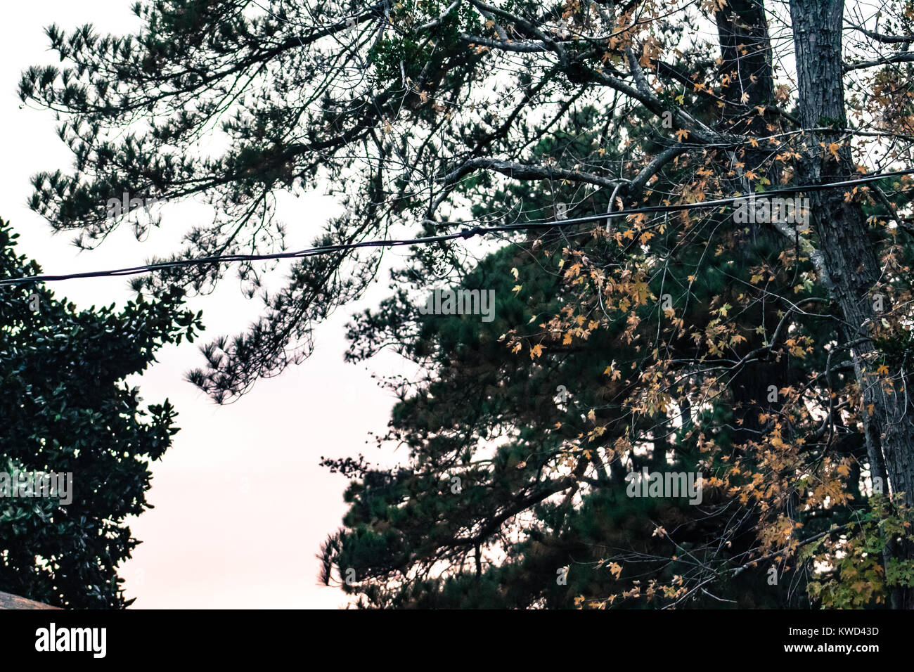 Alberi all'alba Foto Stock