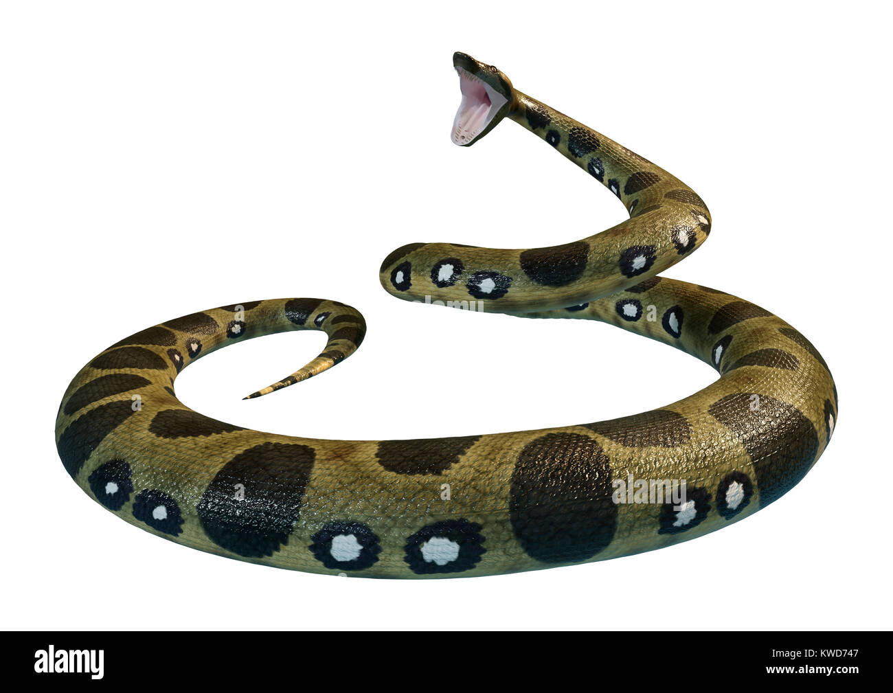 3D rendering di un verde anaconda o Eunectes murinus o comuni o anaconda o acqua boa isolati su sfondo bianco Foto Stock