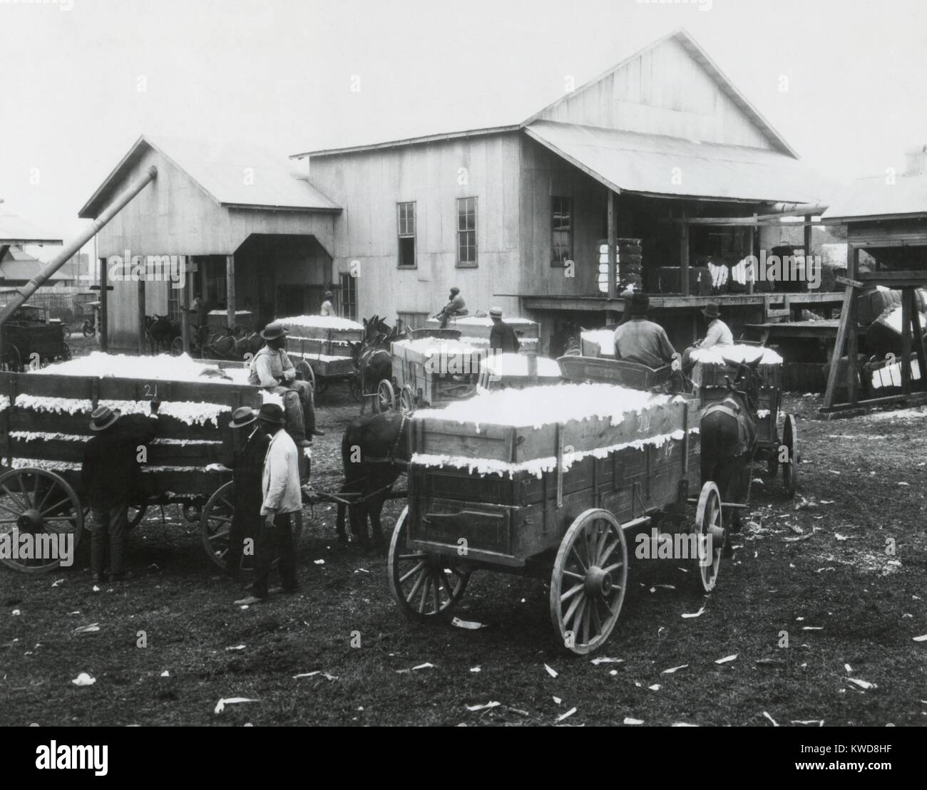 Cotone comunitario gin di proprietà di e gestito da americani Africani in Madison County, Alabama. 1923. Mulo carri di cotone di attendere in linea per la sgranatura. (BSLOC 2015 16 127) Foto Stock