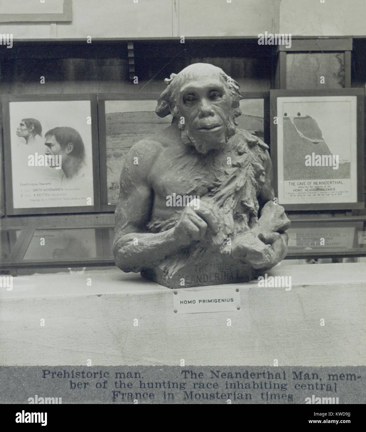 1920s congetturale creazione di un uomo di Neanderthal. 90 anni dopo questa statua fu creato, scienziati anomalia come impreciso per la sua postura incurvata e chimp-come struttura facciale (BSLOC 2016 10 20) Foto Stock