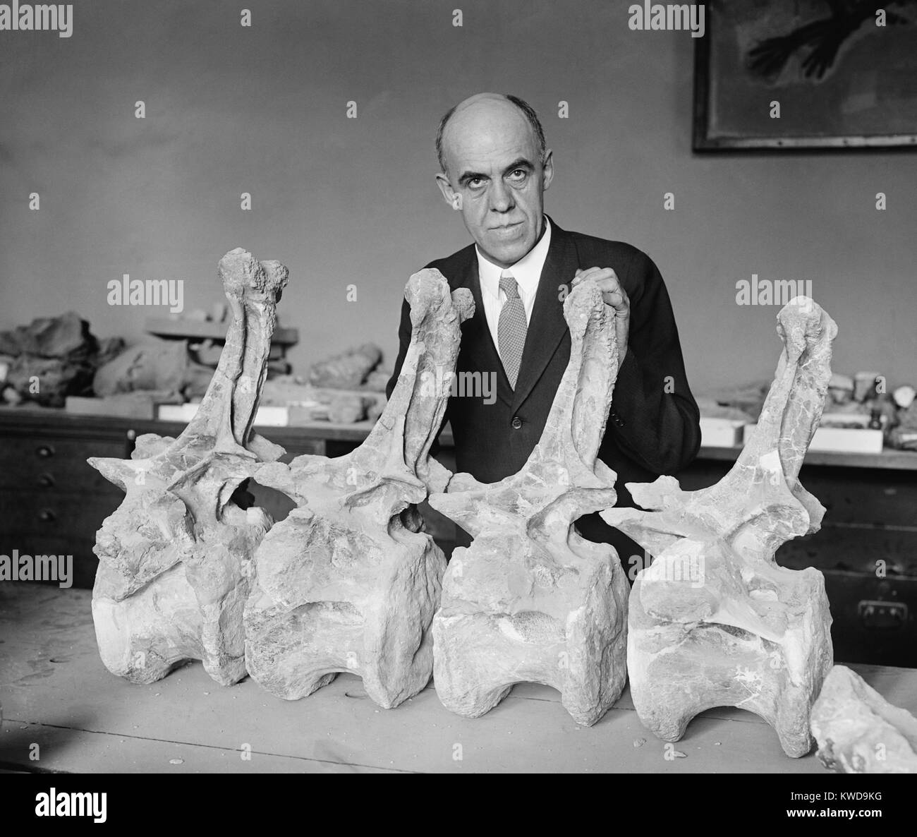 Il prof. Charles Gilmore del Smithsonian Institution con ossa fossili di dinosauro Diplodochus, 1924. Egli è stato impiegato dal museo Smithsonian nel 1903. Egli ha lavorato nella divisione di paleontologia vertebrati fino al 1945 (BSLOC 2016 10 21) Foto Stock