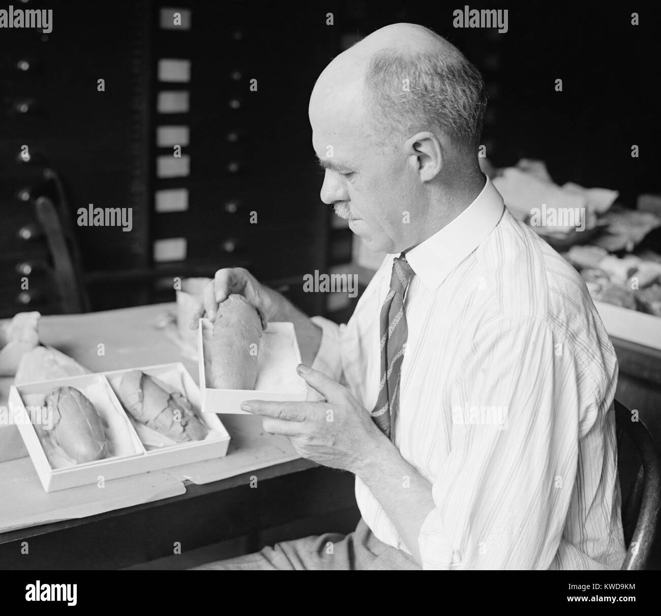 Il prof. Charles Gilmore del Smithsonian Institution i fossili di uova di dinosauro, 1924. Gilmore, curatore di rettili fossili, lavorato su 24 ricostruzioni fossili per il museo (BSLOC 2016 10 22) Foto Stock