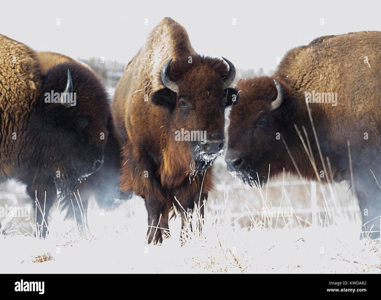 Gruppo di bufalo americano sono la cottura a vapore sulla neve nel Parco giullare, Iowa Foto Stock