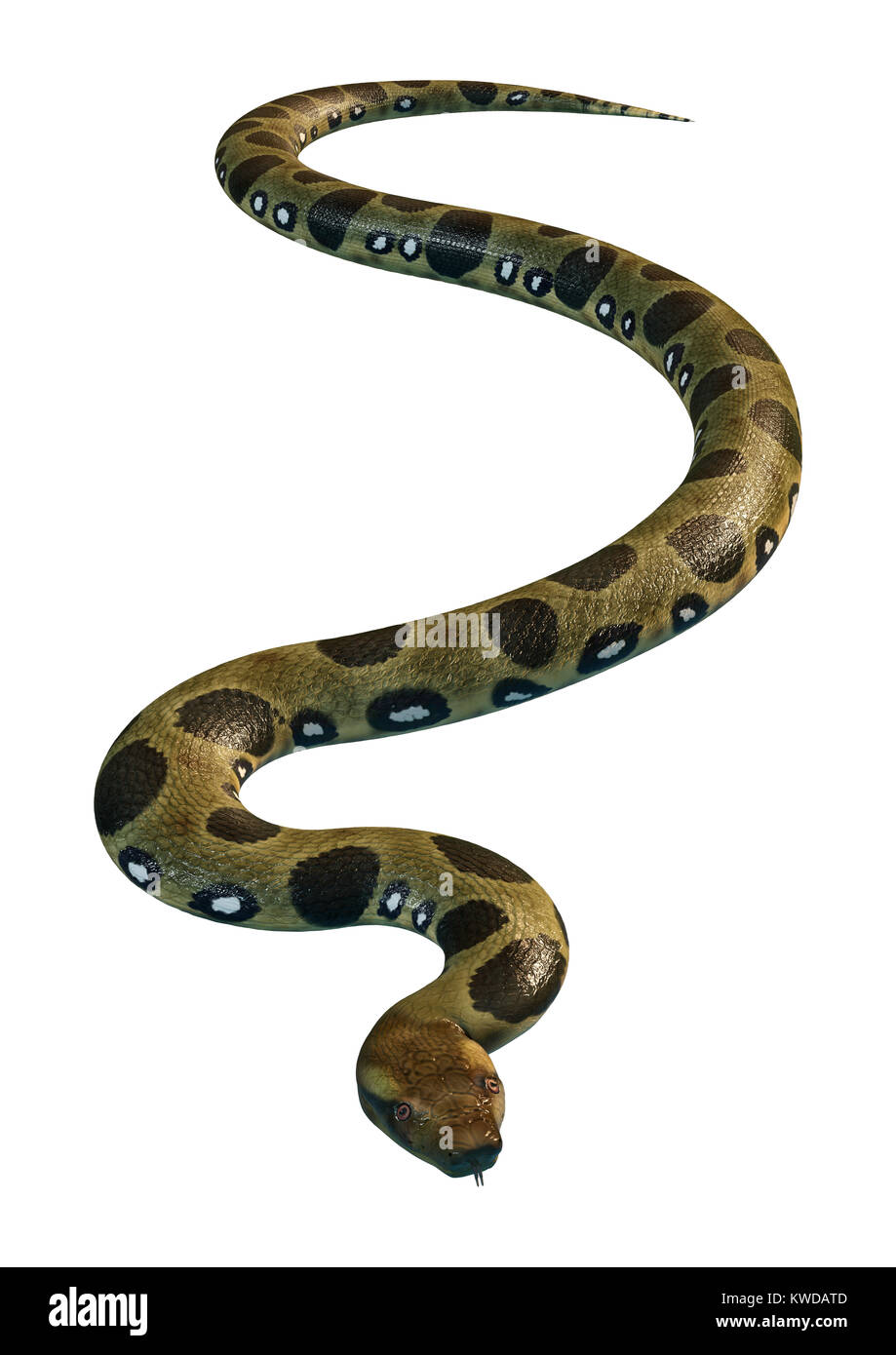 3D rendering di un verde anaconda o Eunectes murinus o comuni o anaconda o acqua boa isolati su sfondo bianco Foto Stock