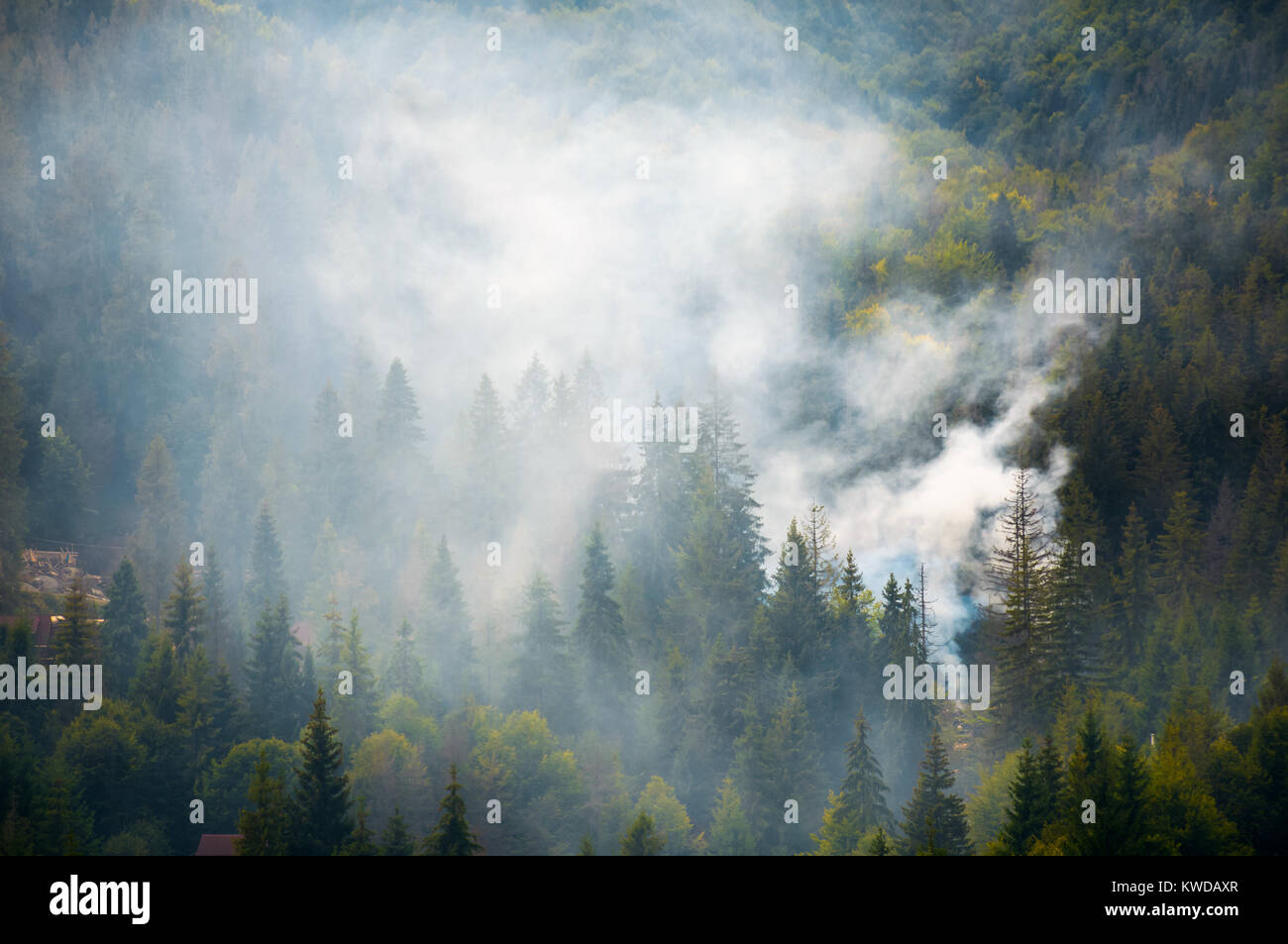 La foresta di abete rosso su una collina in fumo. incantevole natura sfondo di emergenza Foto Stock