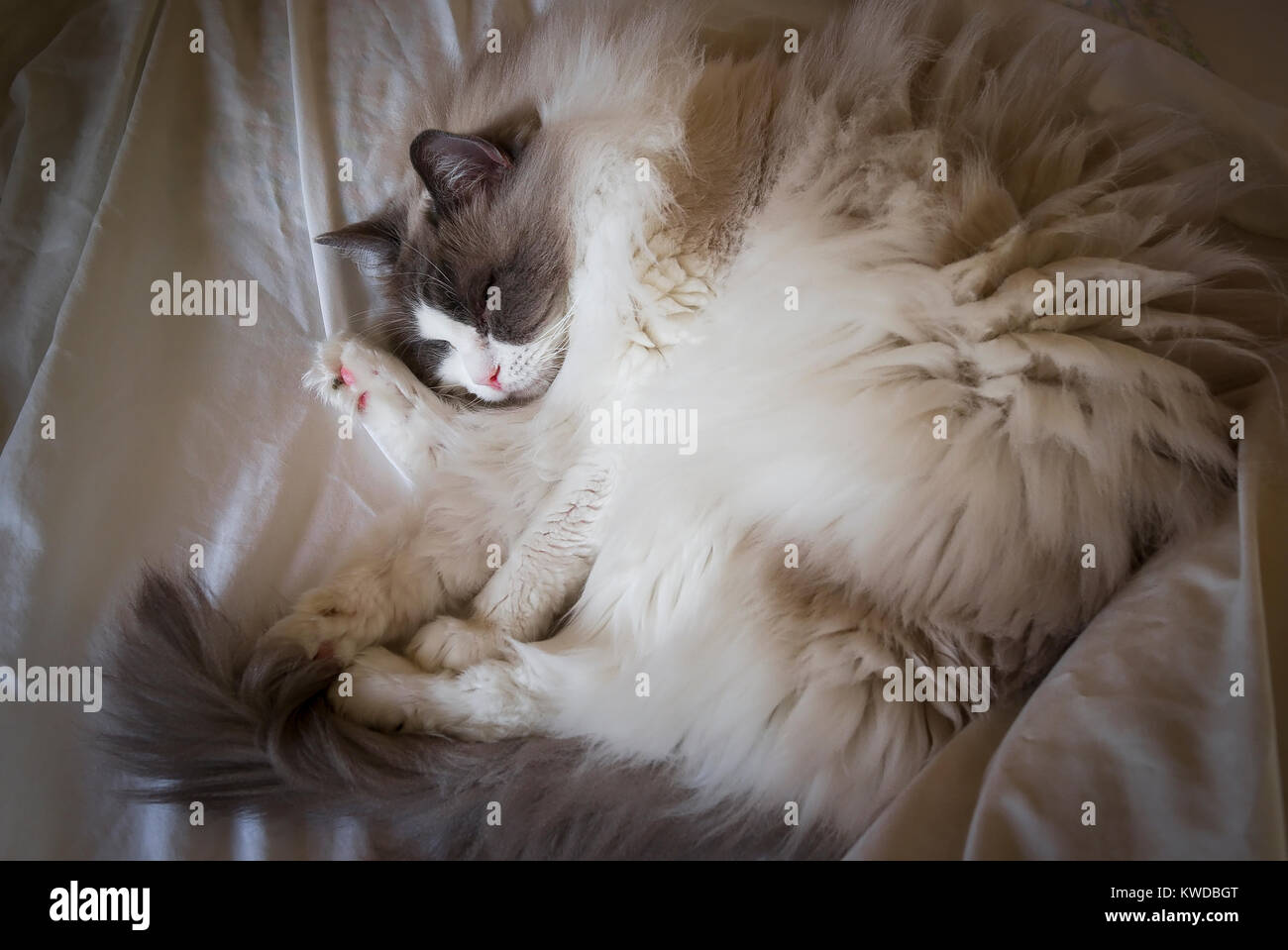 Dormire gatto Ragdoll giacente su un letto aperto nel Regno Unito Foto Stock