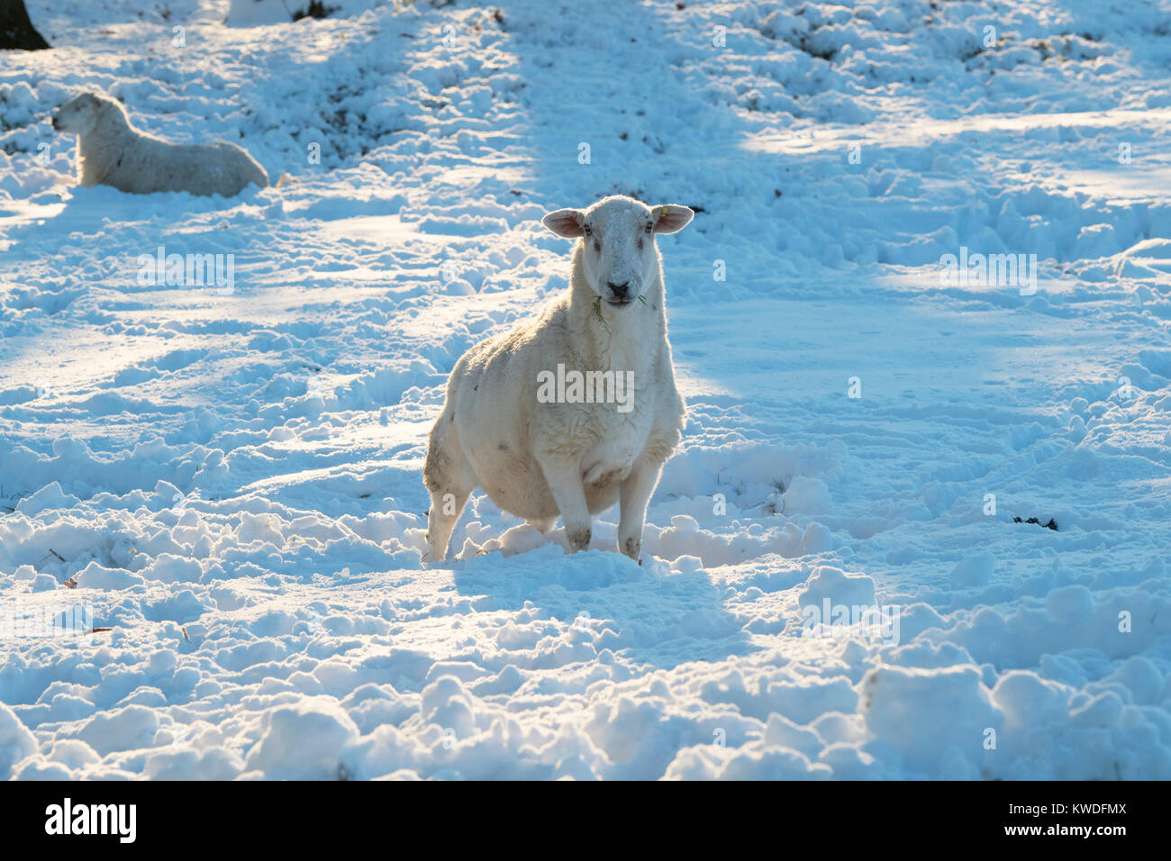 Pecore nella neve in dicembre. Bourton sulla collina, Cotswolds, Gloucestershire, Inghilterra Foto Stock