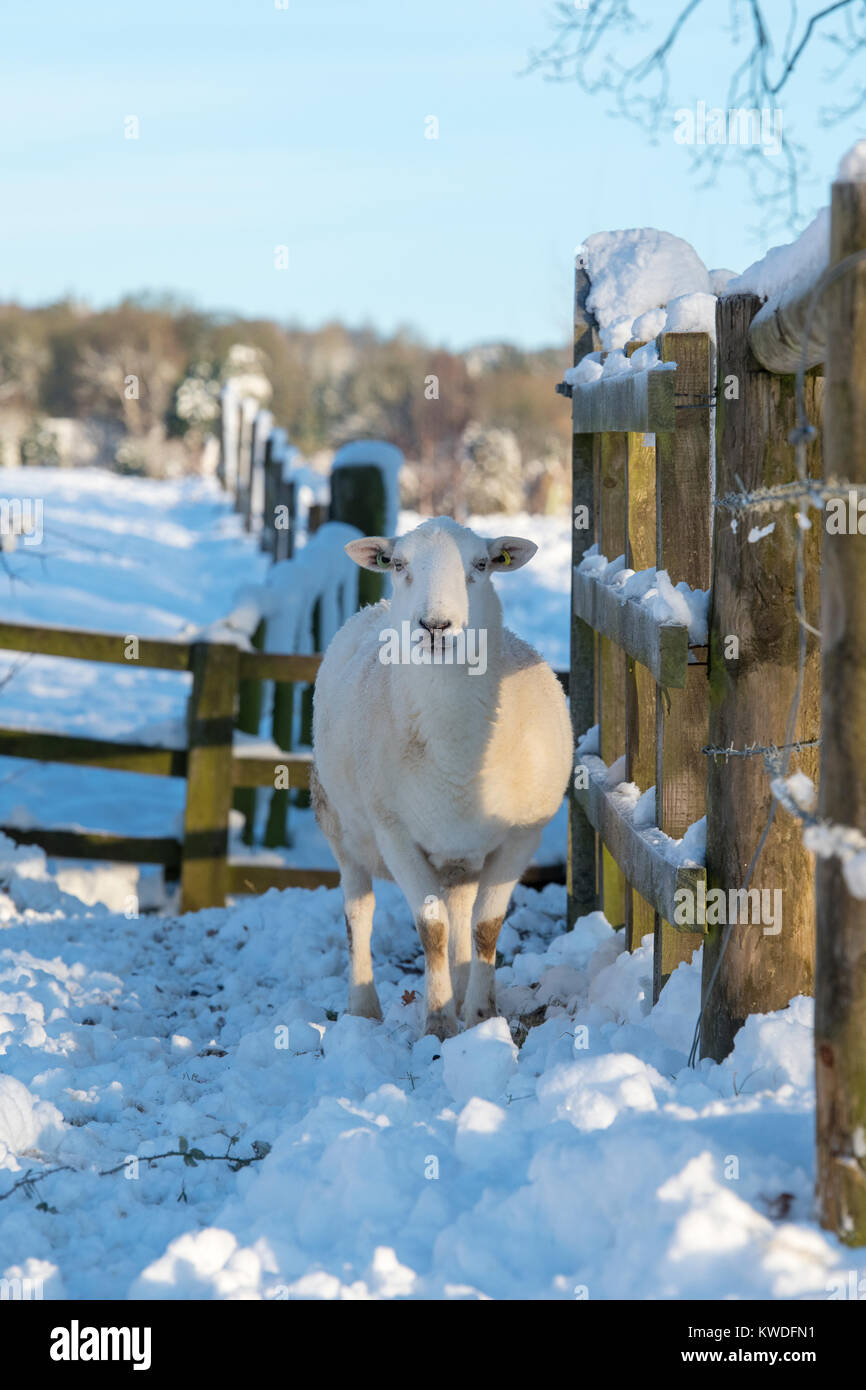 Pecore nella neve in dicembre. Bourton sulla collina, Cotswolds, Gloucestershire, Inghilterra Foto Stock