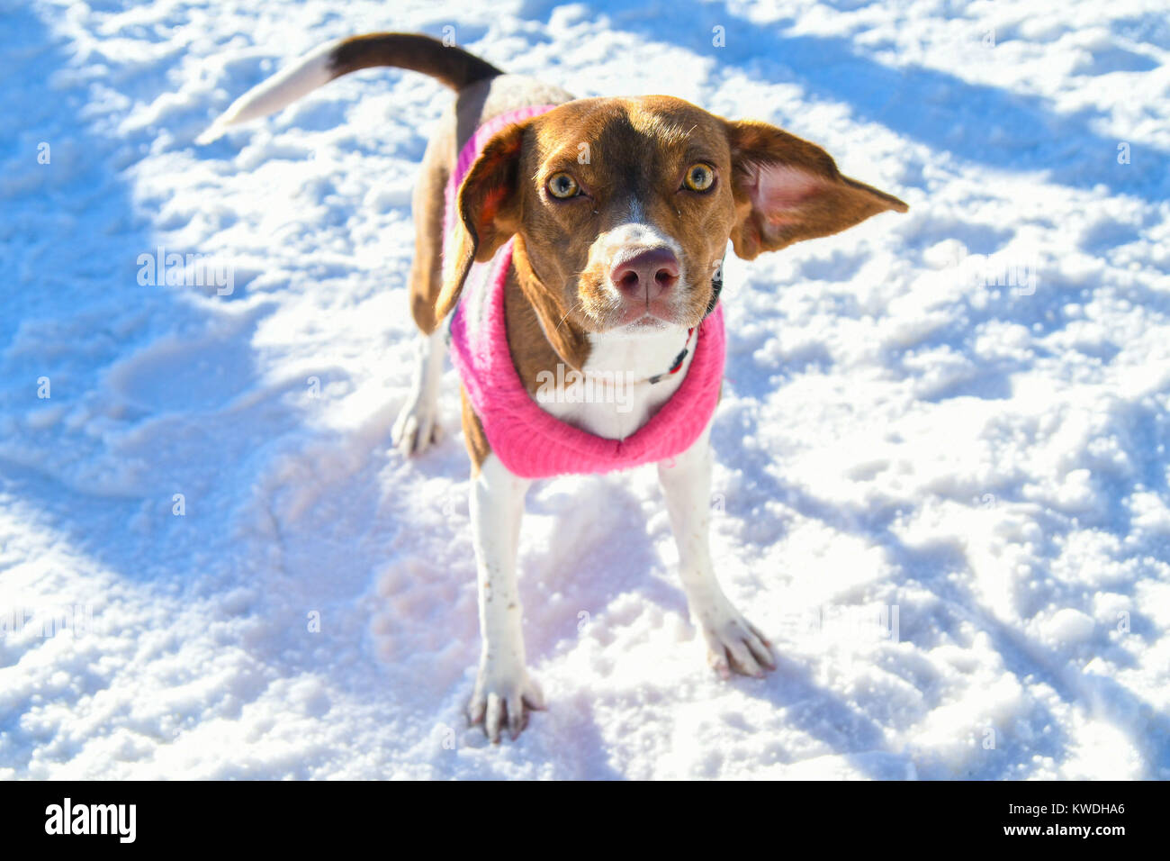 Carino Mix Beagle nella neve Foto Stock