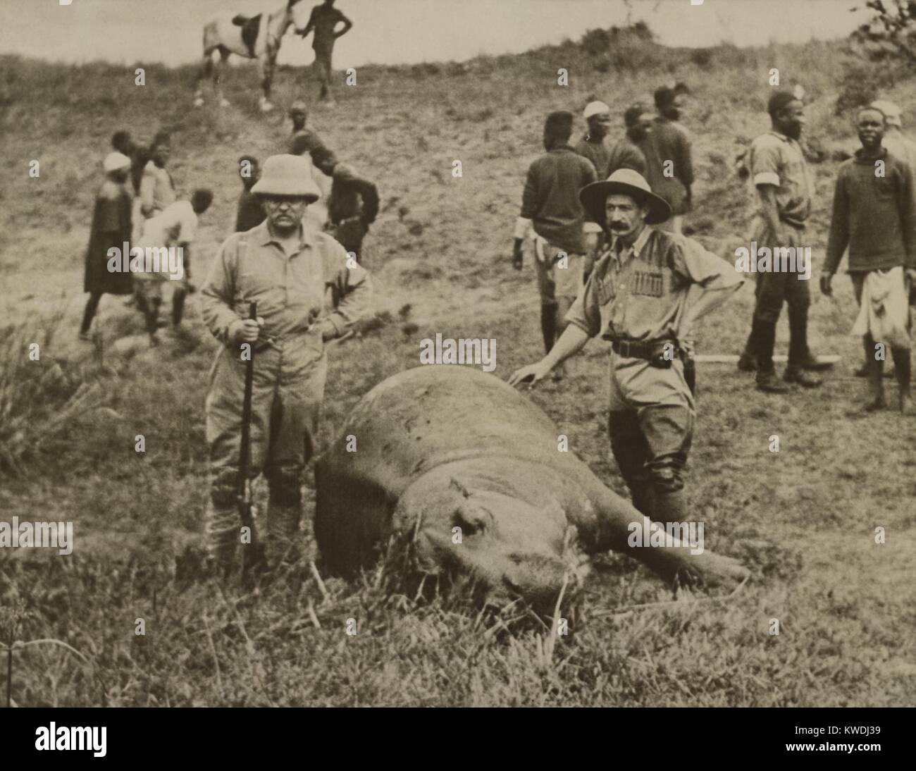 Theodore Roosevelt e l uomo non identificato in piedi su un ucciso ippopotamo. Sullo sfondo sono lavoratori africani che sarà la pelle animale. July-Dec. 1909 Durante lo Smithsonian-Roosevelt spedizione africana (BSLOC 2017 8 9) Foto Stock