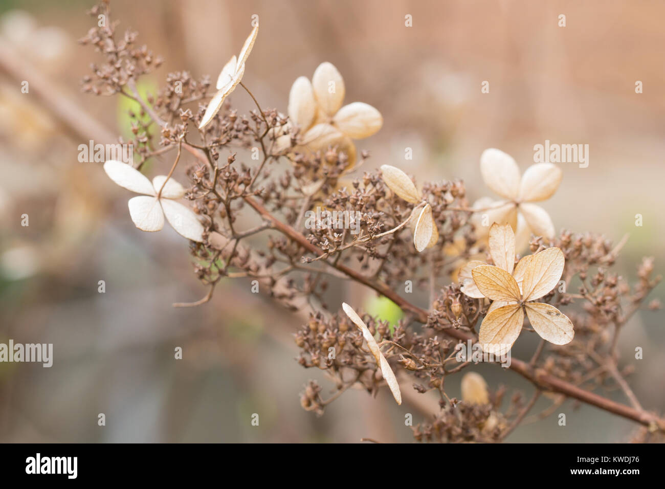 Dormienti fiori e foglie su Hydrangea paniculata arbusto durante la stagione invernale Foto Stock