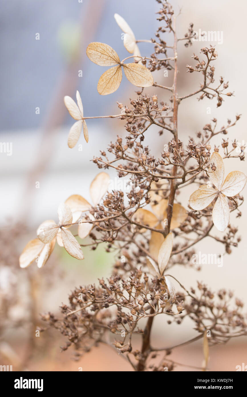 Dormienti fiori e foglie su Hydrangea paniculata arbusto durante la stagione invernale Foto Stock