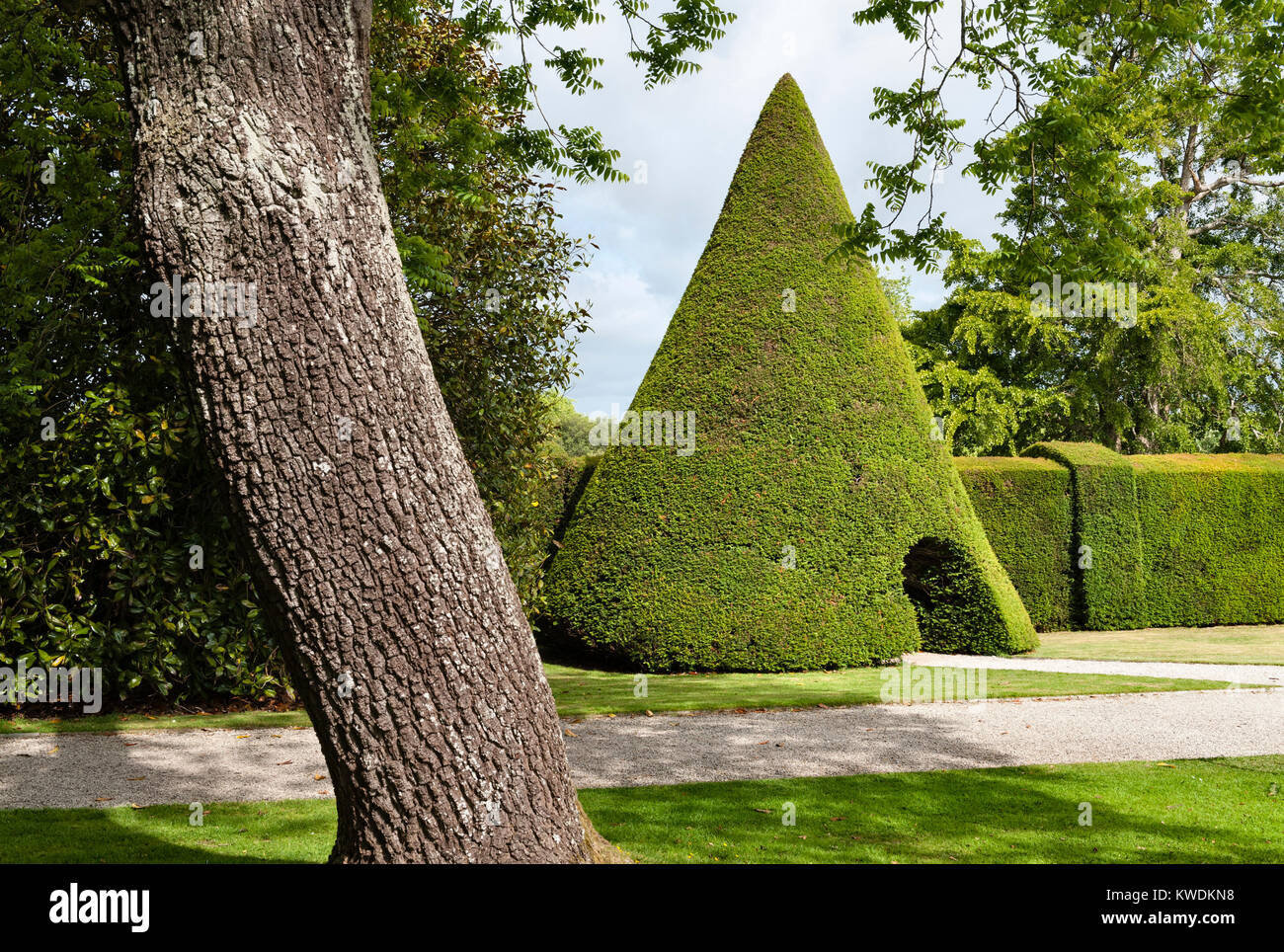Antony House, Torpoint, Cornwall, Regno Unito. Un 10m alto cono topiaria da in tagliata yew in giardini formali vicino a questo 18c house Foto Stock