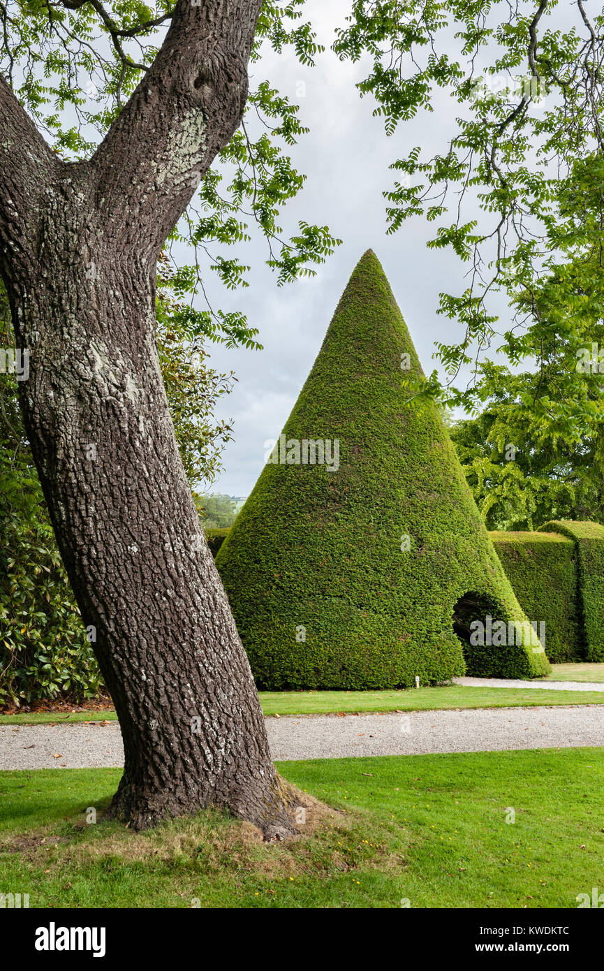 Antony House, Torpoint, Cornwall, Regno Unito. Un 10m alto cono topiaria da in tagliata yew in giardini formali vicino a questo 18c house Foto Stock