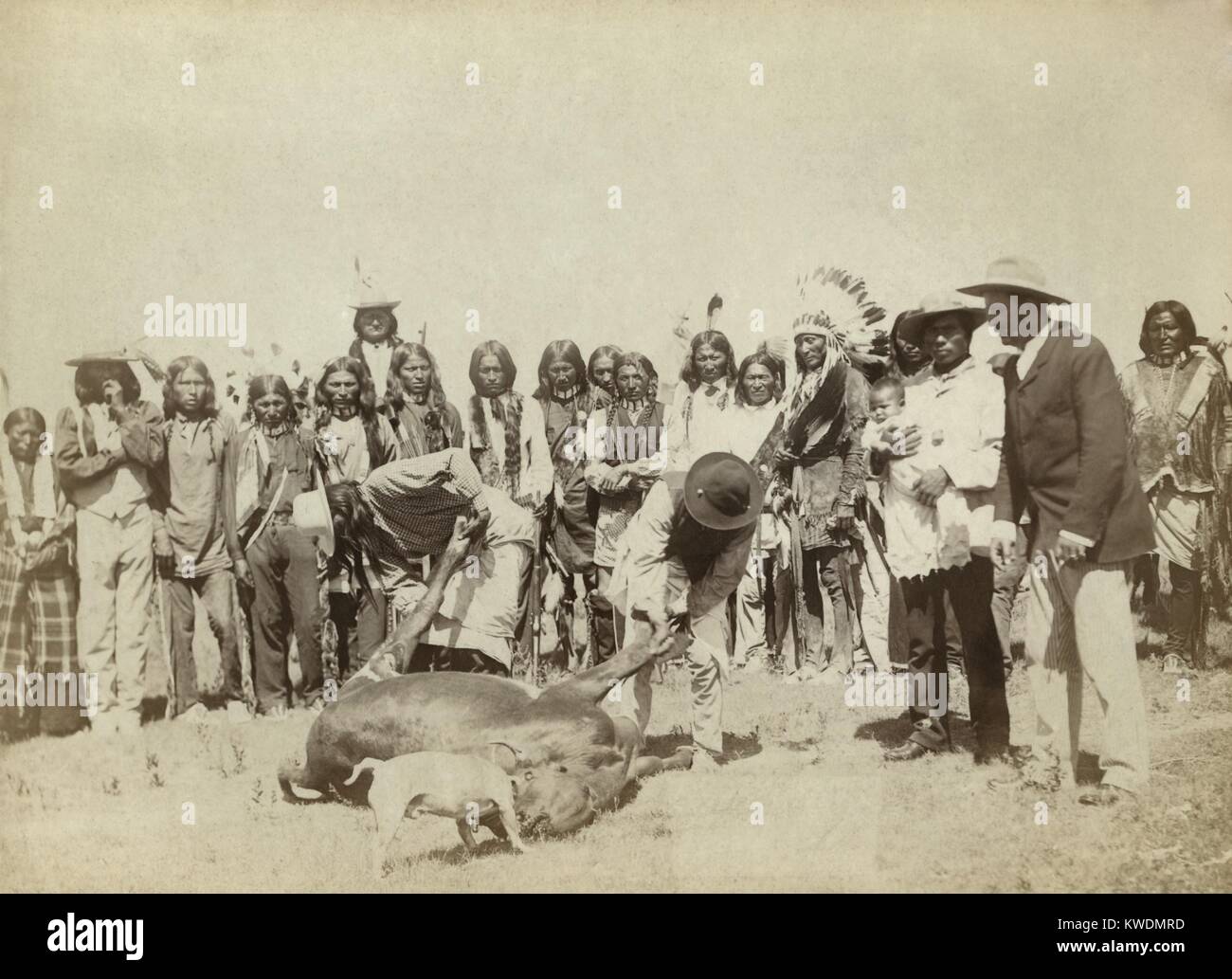 Gruppo di Lakota scuoiatura bovini carne durante la distribuzione di razioni alimentari, c. 1887-92. A Pine Ridge prenotazione, in base al trattato, la carne bovina e altri di razioni alimentari sono stati forniti mensilmente. Mancata fornitura di cibo adeguato per sostituire gli indiani tradizionali fonti, è stata una delle principali cause della povertà indiana, che conduce alla Ghost movimento di ballo e la Wounded Knee massacro. Foto di Giovanni Grabill (BSLOC_2017_18_36) Foto Stock