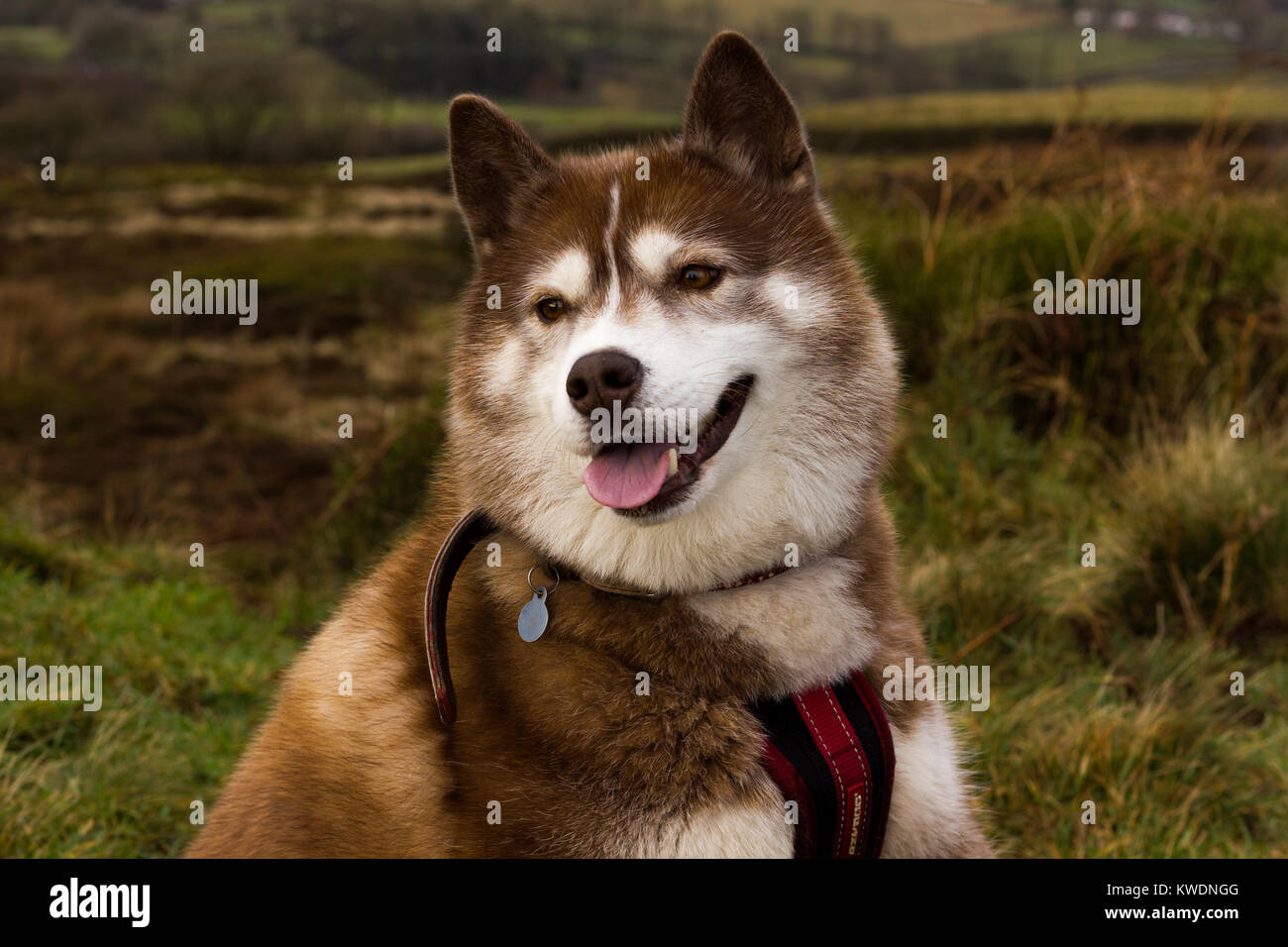 Rosso di cani husky Foto Stock