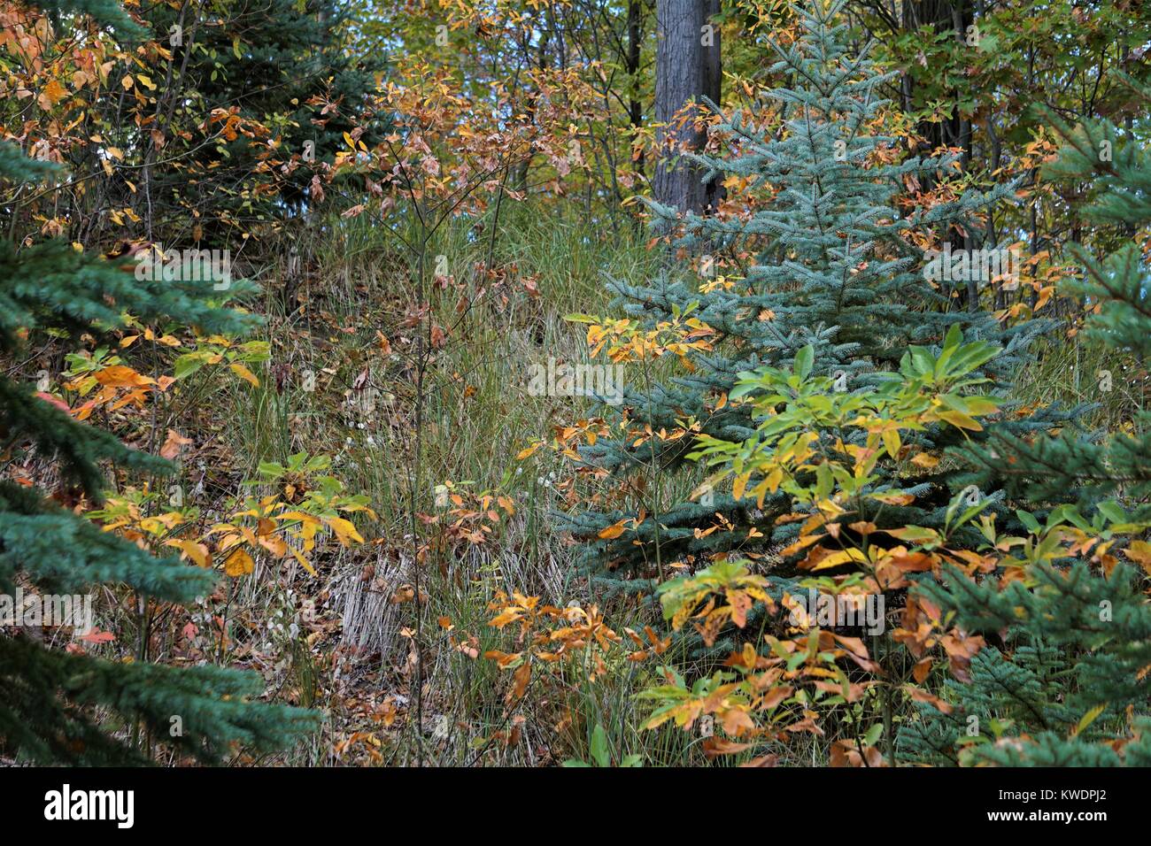 Area boschiva in autunno Foto Stock