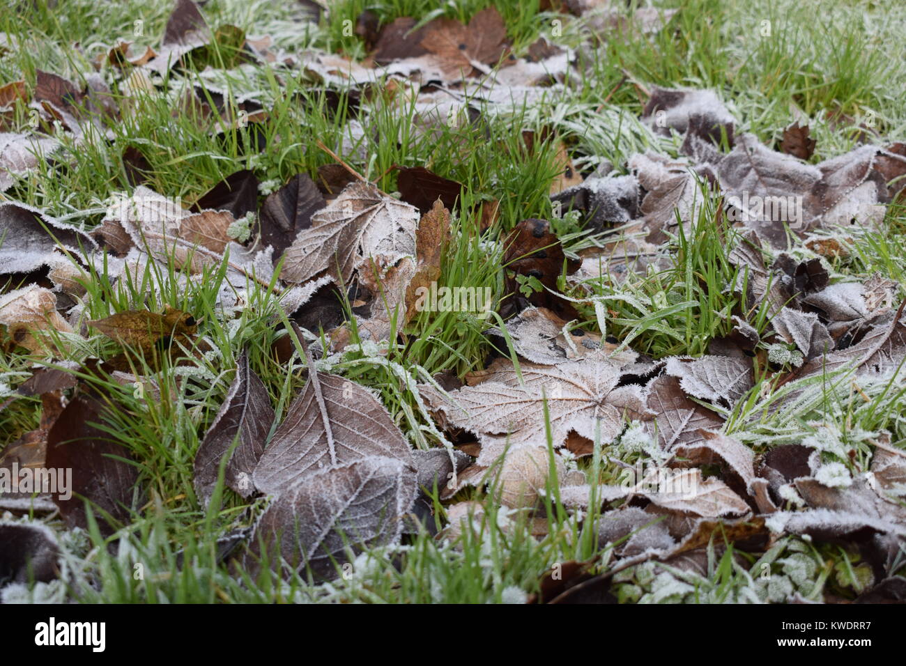 Il pupazzo di neve natura Foto Stock