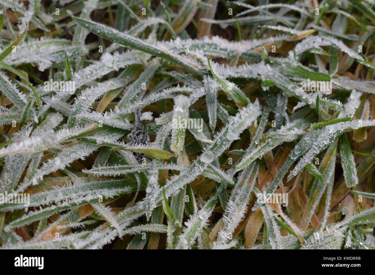 Il pupazzo di neve natura Foto Stock