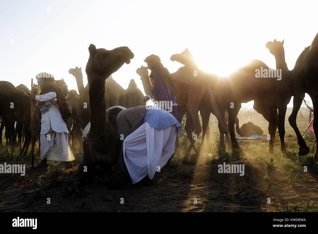 Di scena a Pushkar Camel Fair, commerciante indossa turbanti prendendo cura del suo allevamento di cammelli, Pushkar, Rajasthan, India Foto Stock