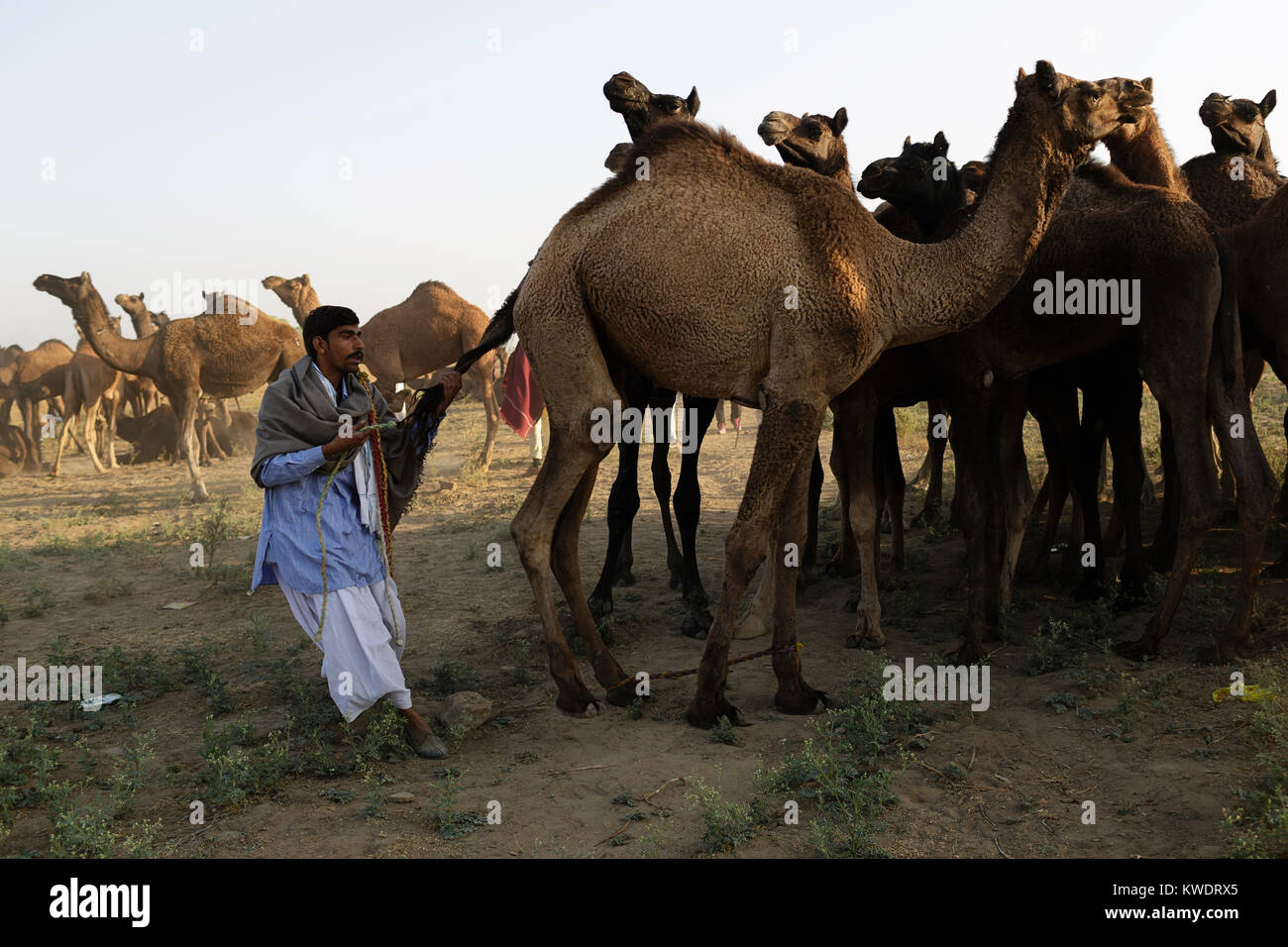 Di scena a Pushkar Camel Fair, commerciante indossa turbanti prendendo cura del suo allevamento di cammelli, Pushkar, Rajasthan, India Foto Stock