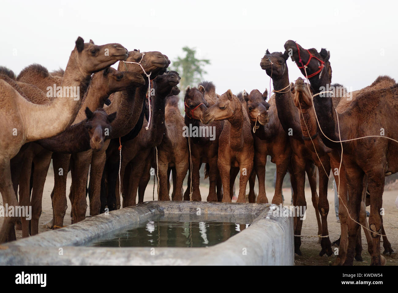 Di scena a Pushkar Camel Fair, allevamento di cammelli in piedi dal serbatoio di acqua e bere, Rajasthan, India Foto Stock