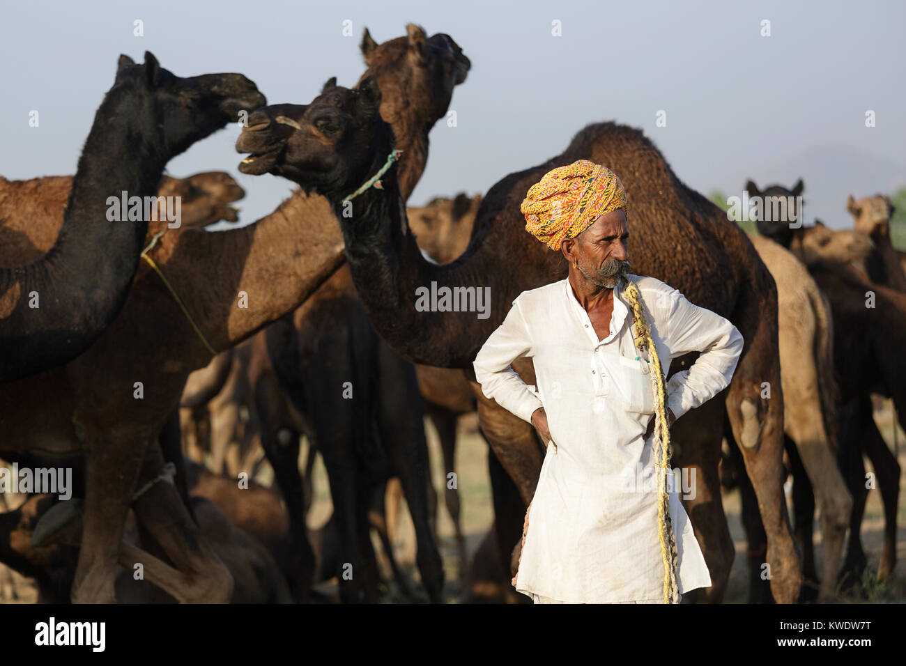 Di scena a Pushkar Camel Fair, uomini operatore in piedi di fronte a i suoi cammelli la mattina del giorno di negoziazione, Rajasthan, India Foto Stock