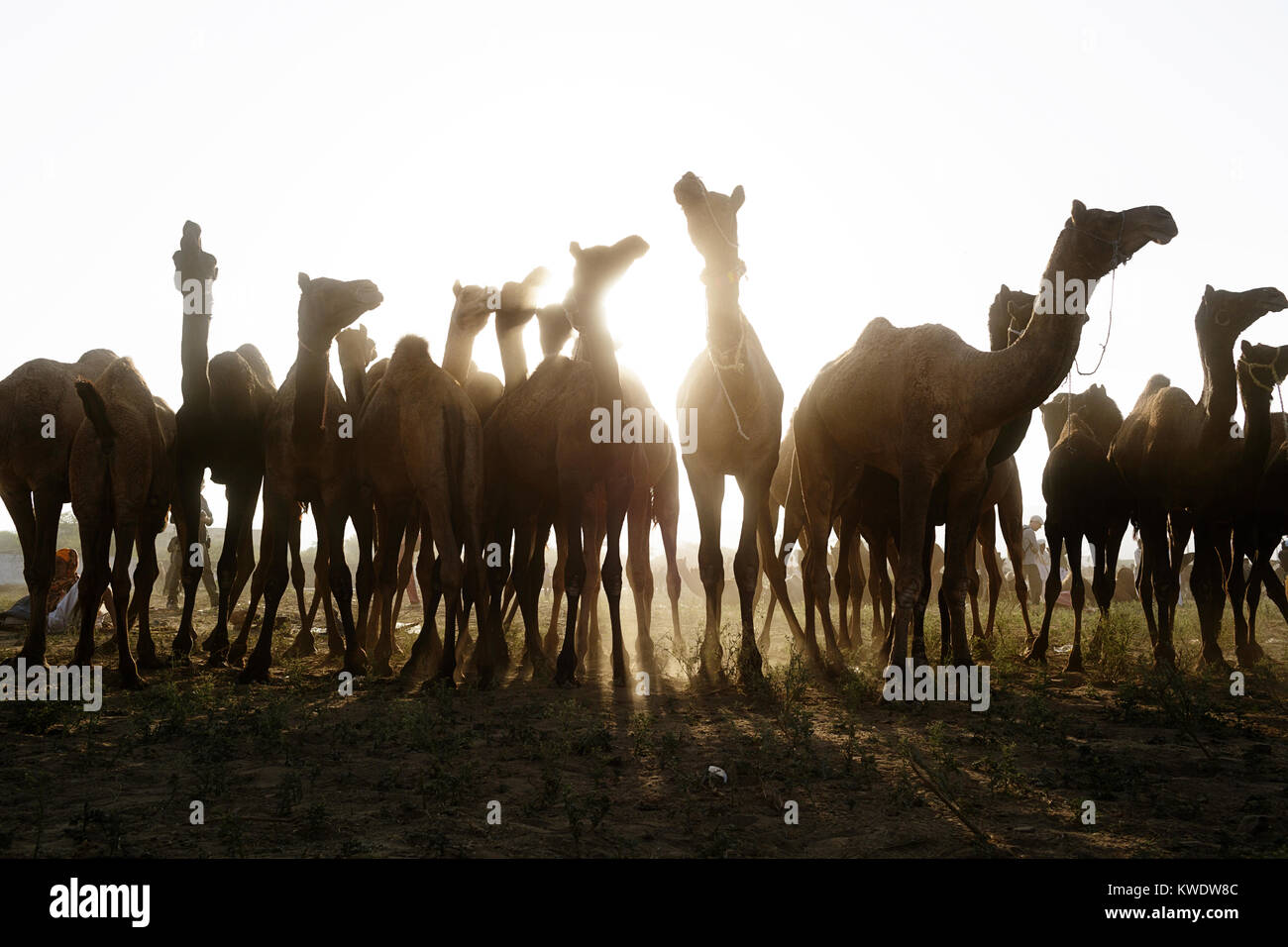 Di scena a Pushkar Camel Fair, allevamento di cammelli, luce posteriore, mattina, Pushkar, Rajasthan, India Foto Stock