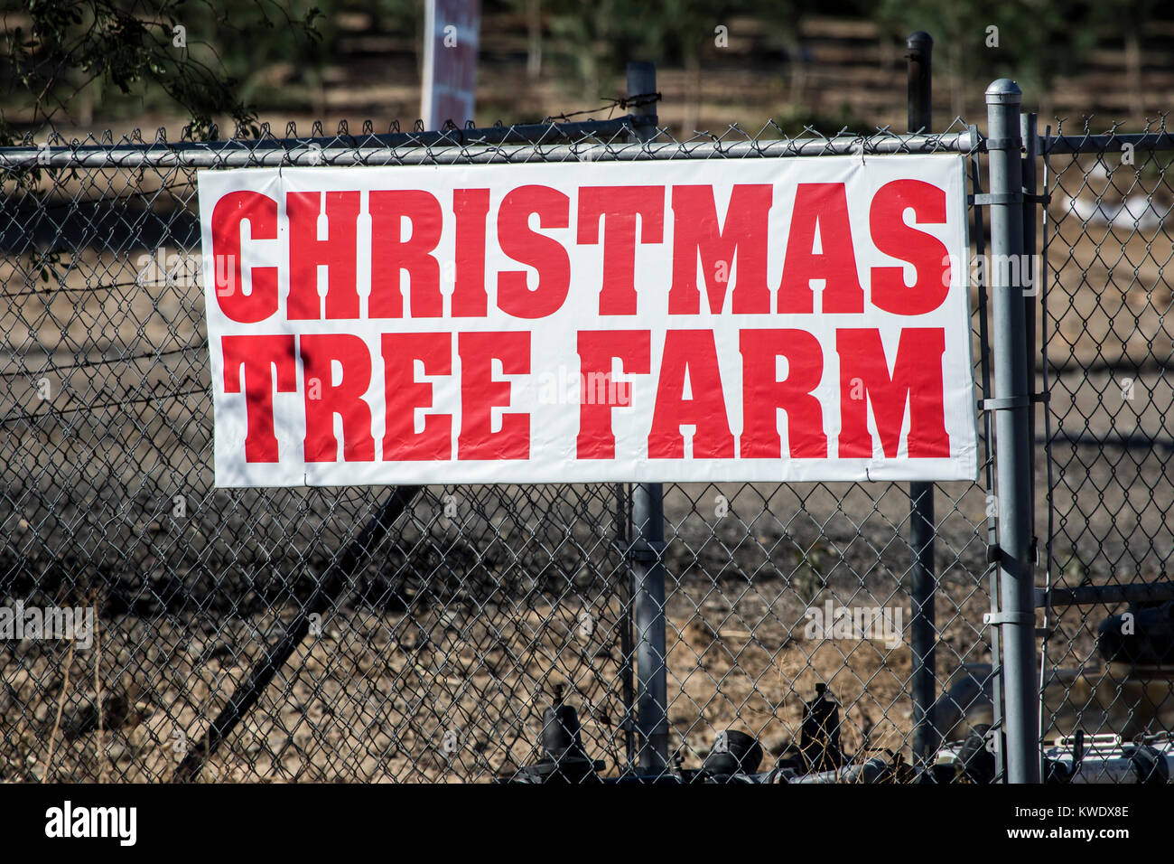 Christmas tree farm segno nel sud della California USA Foto Stock
