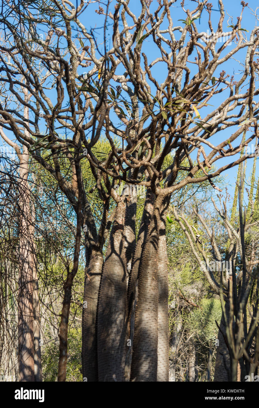Rami selvatici di Pachypodium geayi alberi, un endemico della foresta spinosa del sud-ovest del Madagascar Berenty Riserva Privata, Madagascar. Foto Stock