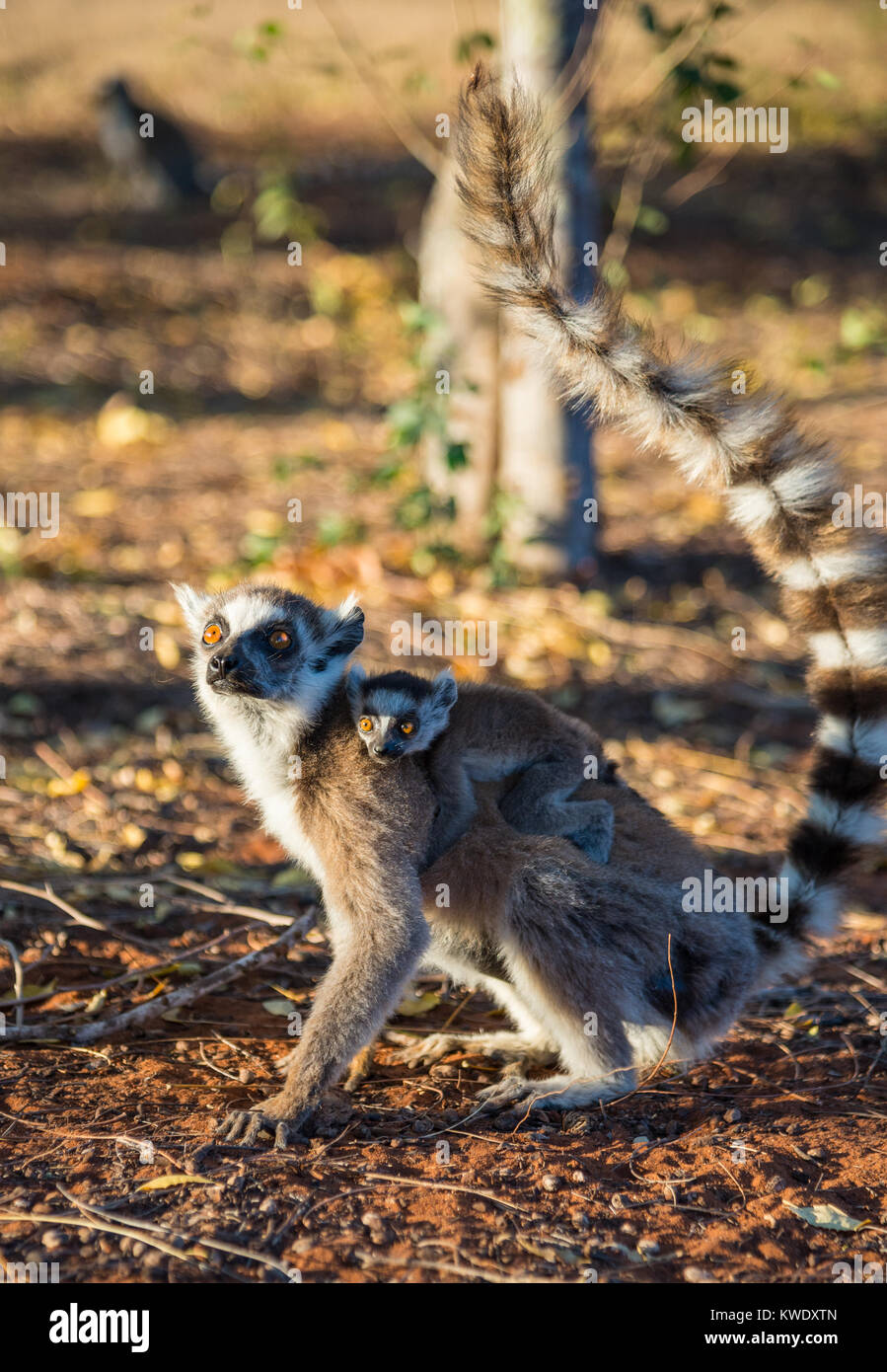 Anello-tailed Lemur (Lemur catta) mamma con il bambino sulla schiena. Berenty riserva privata. Madagascar, Africa. Foto Stock