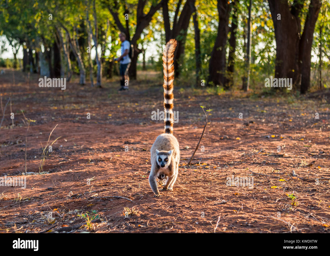 Anello-tailed Lemur (Lemur catta) la madre e il bambino a Berenty riserva privata. Madagascar, Africa. Foto Stock