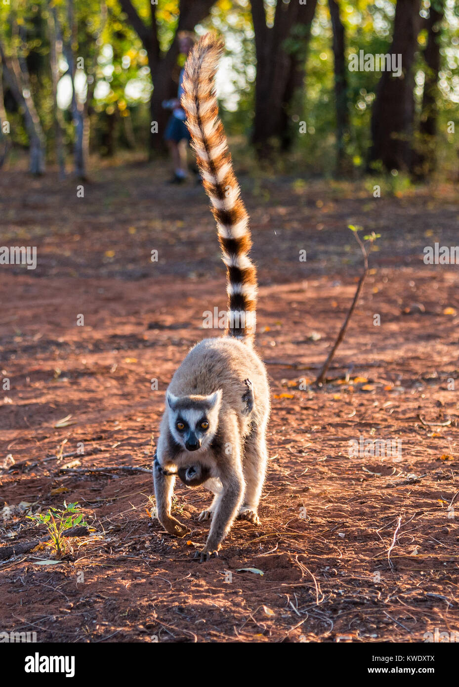 Anello-tailed Lemur (Lemur catta) la madre e il bambino a Berenty riserva privata. Madagascar, Africa. Foto Stock
