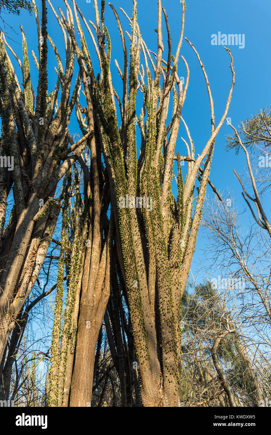 Alluaudia procera, o il Madagascar ocotillo, sono unici per la foresta spinosa a Berenty riserva privata nel sud-ovest del Madagascar, Africa. Foto Stock