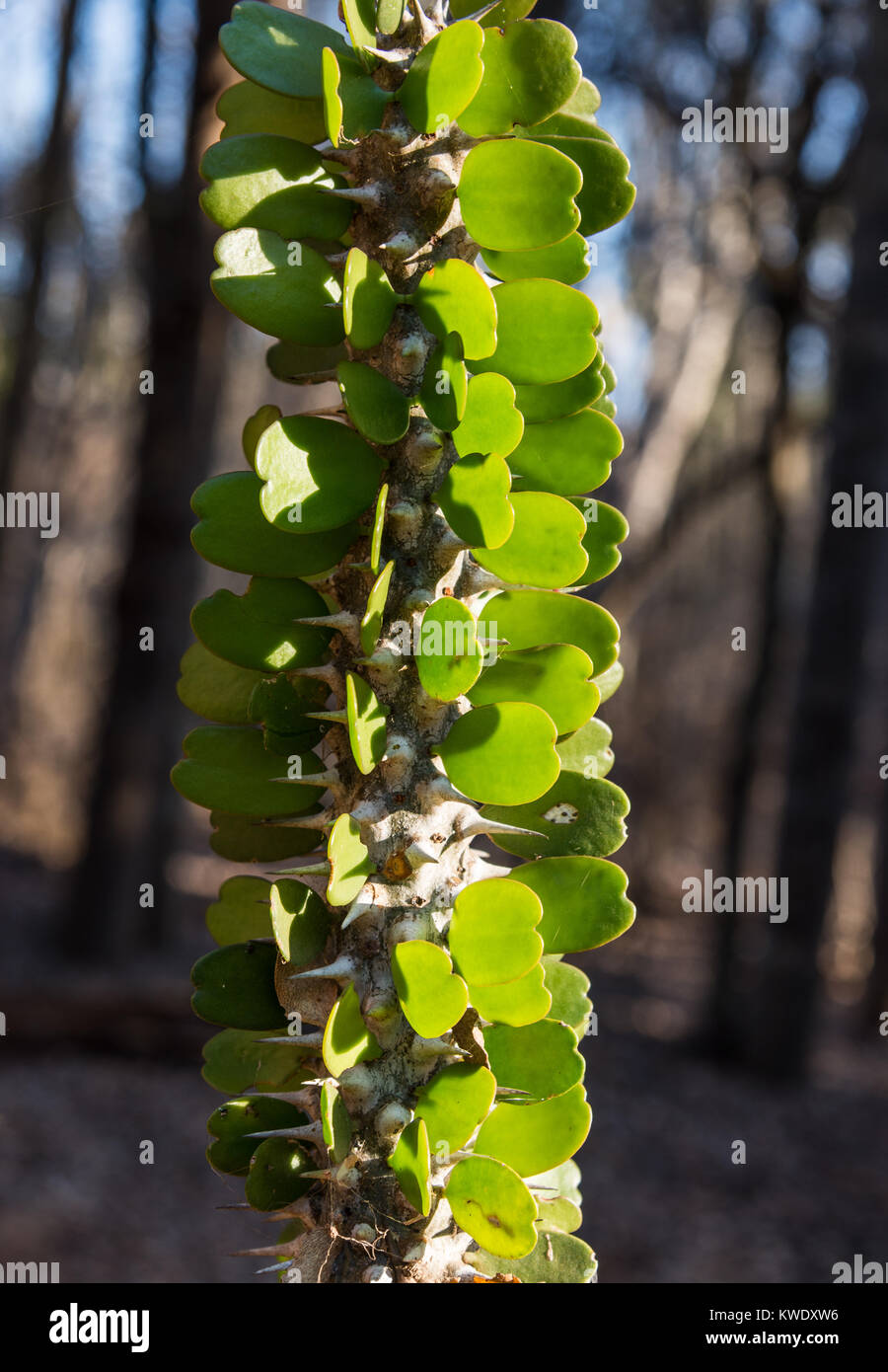 Chiudere di nuovo la crescita delle foglie di Alluaudia procera, o il Madagascar ocotillo, nella foresta spinosa di Berenty riserva privata. Madagascar, Africa. Foto Stock