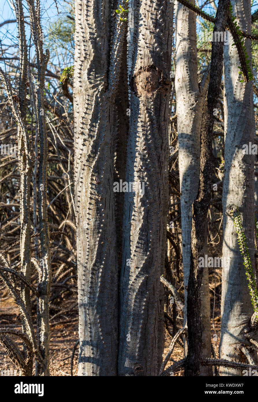 Alluaudia procera, o il Madagascar ocotillo, sono unici per la foresta spinosa a Berenty riserva privata nel sud-ovest del Madagascar, Africa. Foto Stock